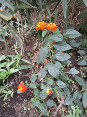 Lantana camara