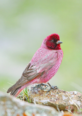 Tibetan Rosefinch photo 1