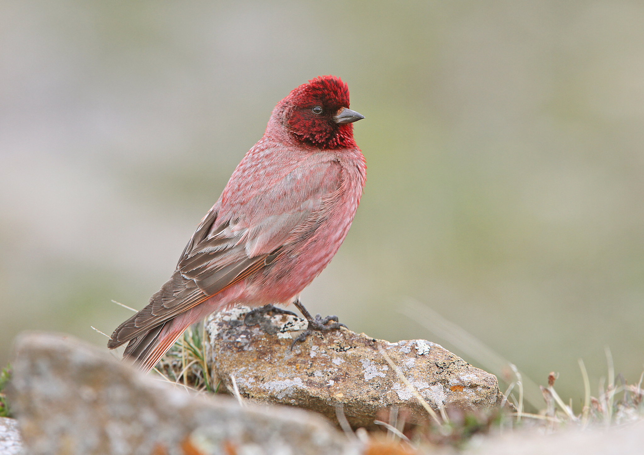 Tibetan Rosefinch