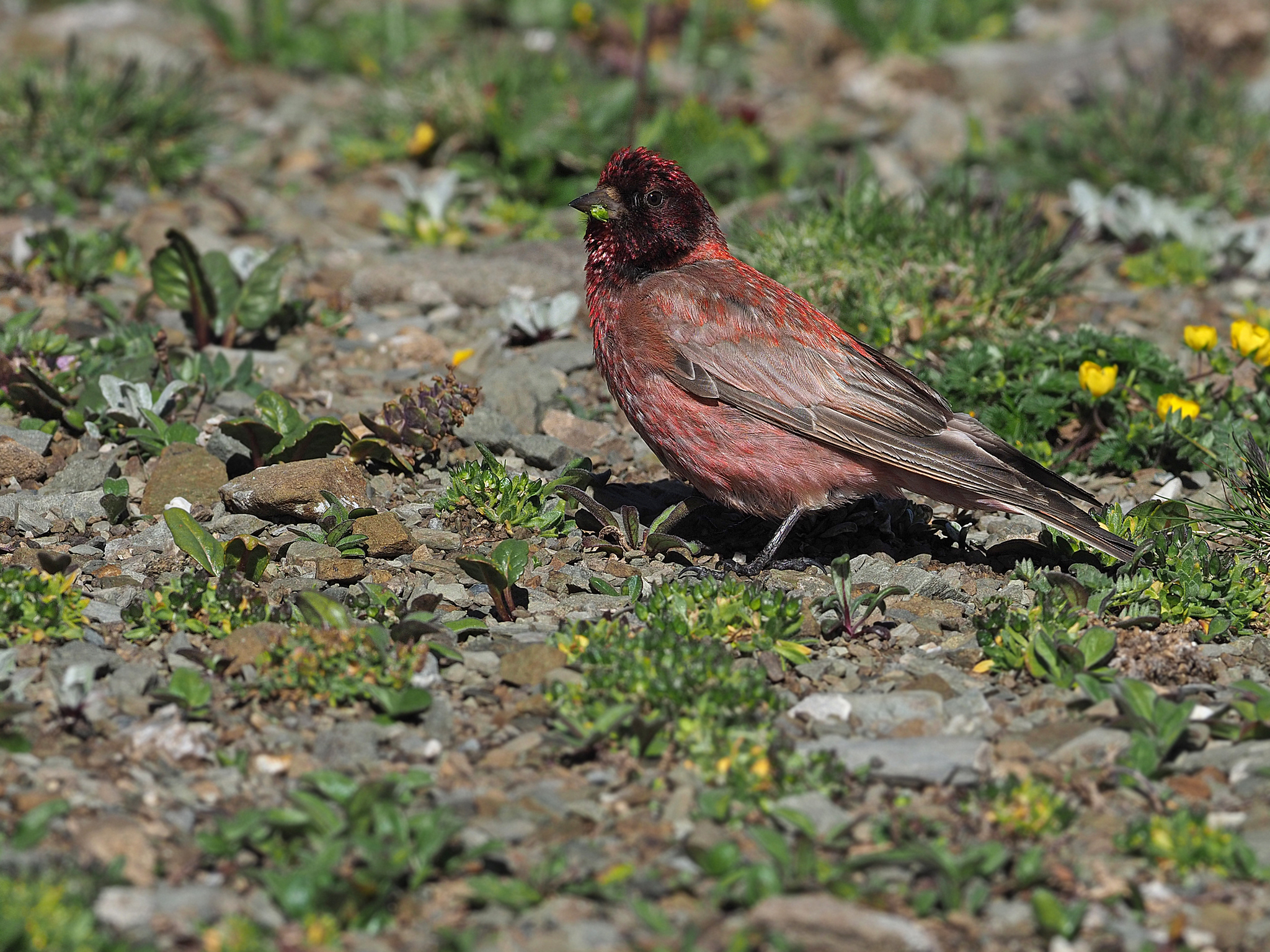 Tibetan Rosefinch