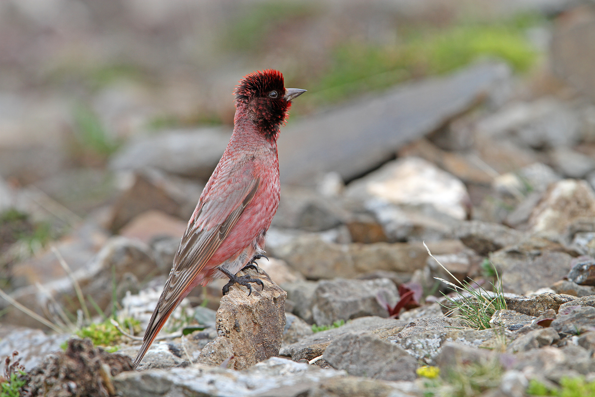 Tibetan Rosefinch