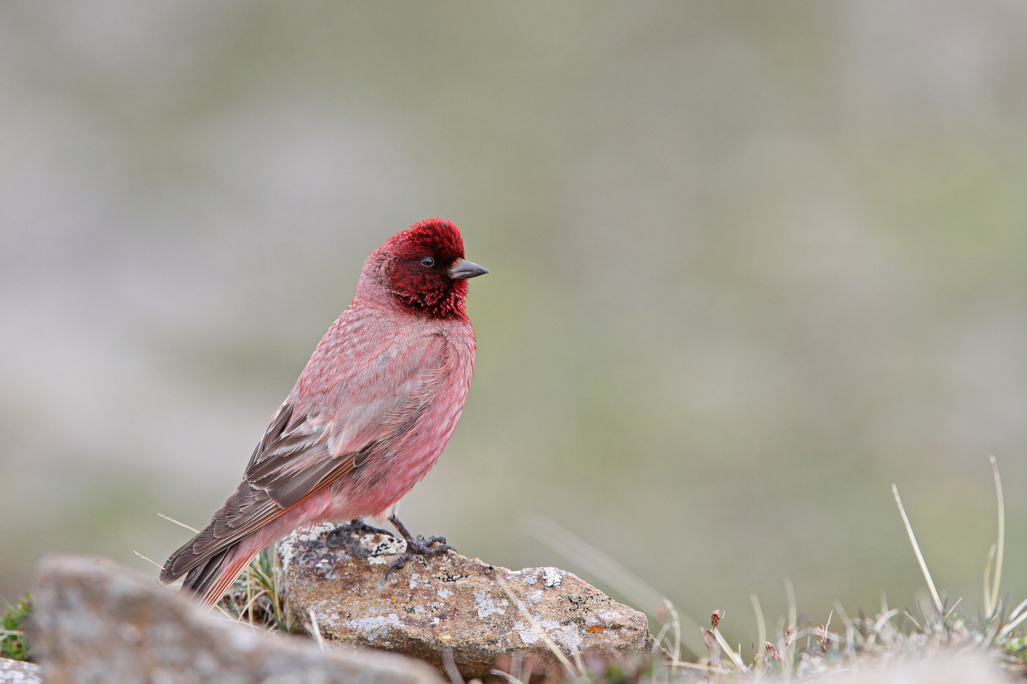 Tibetan Rosefinch