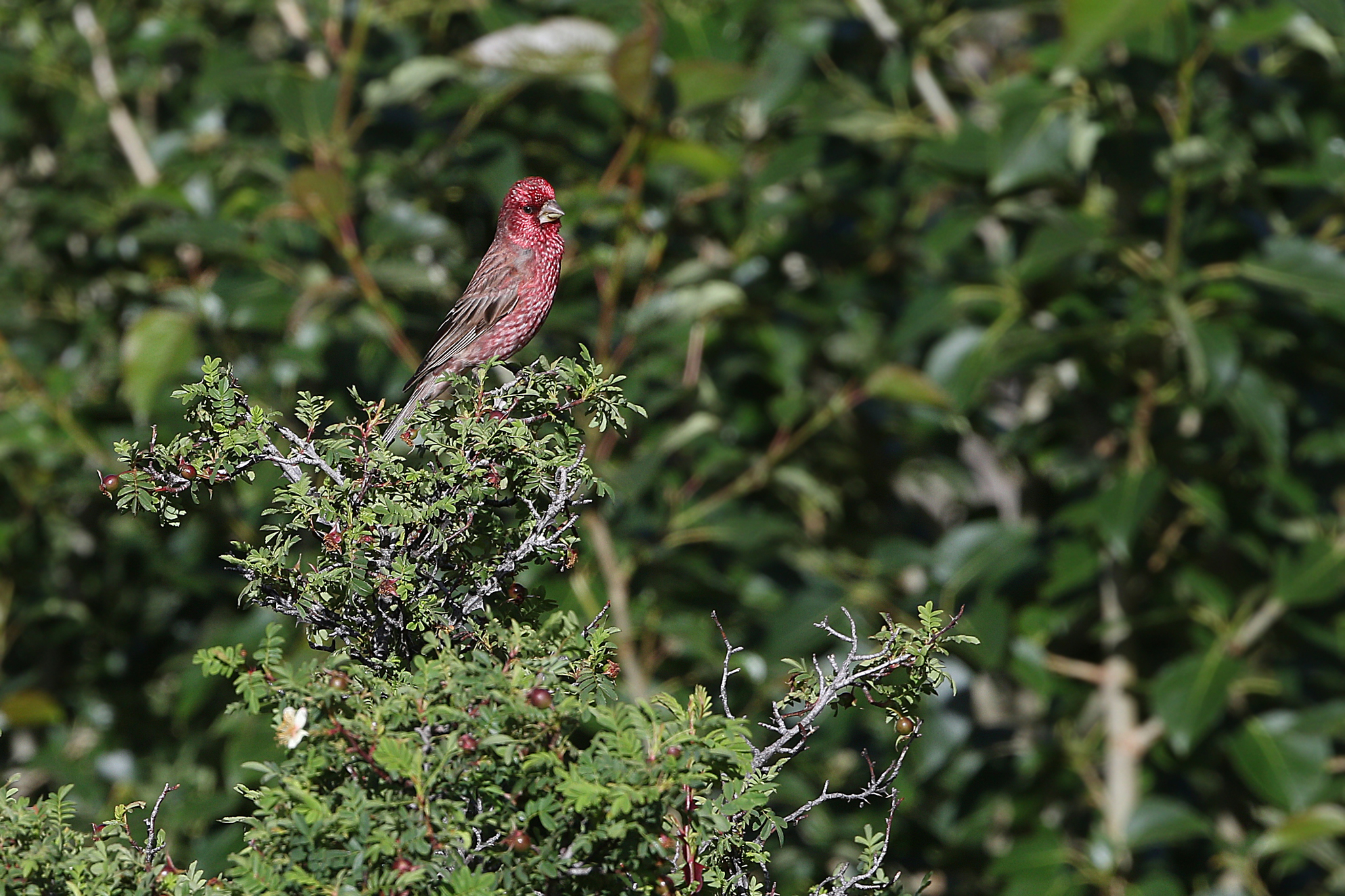 Streaked Rosefinch (Carpodacus rubicilloides), photo 5