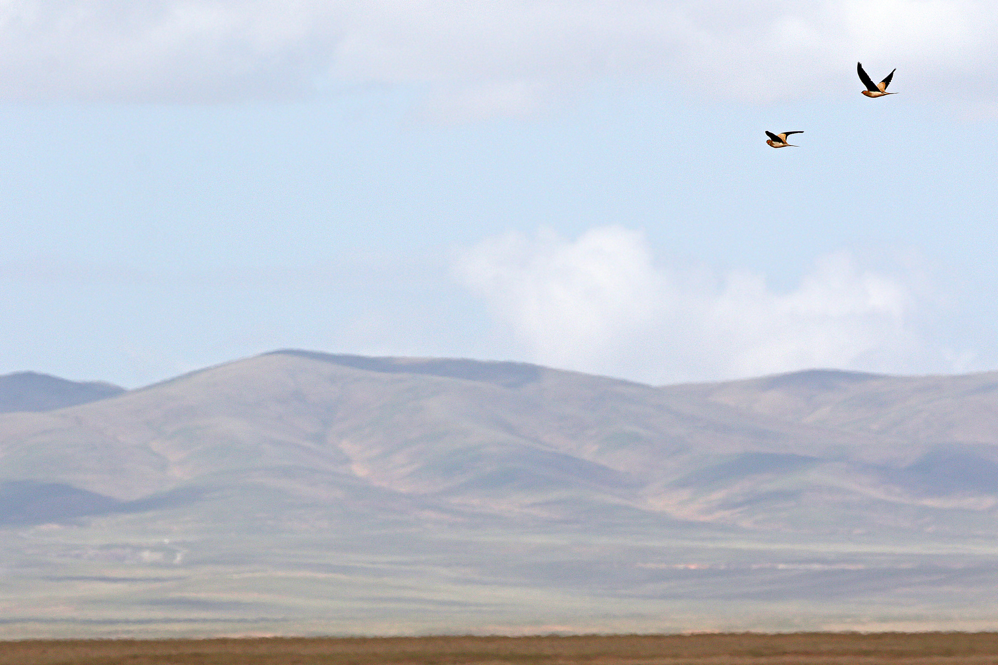 Tibetan Sandgrouse