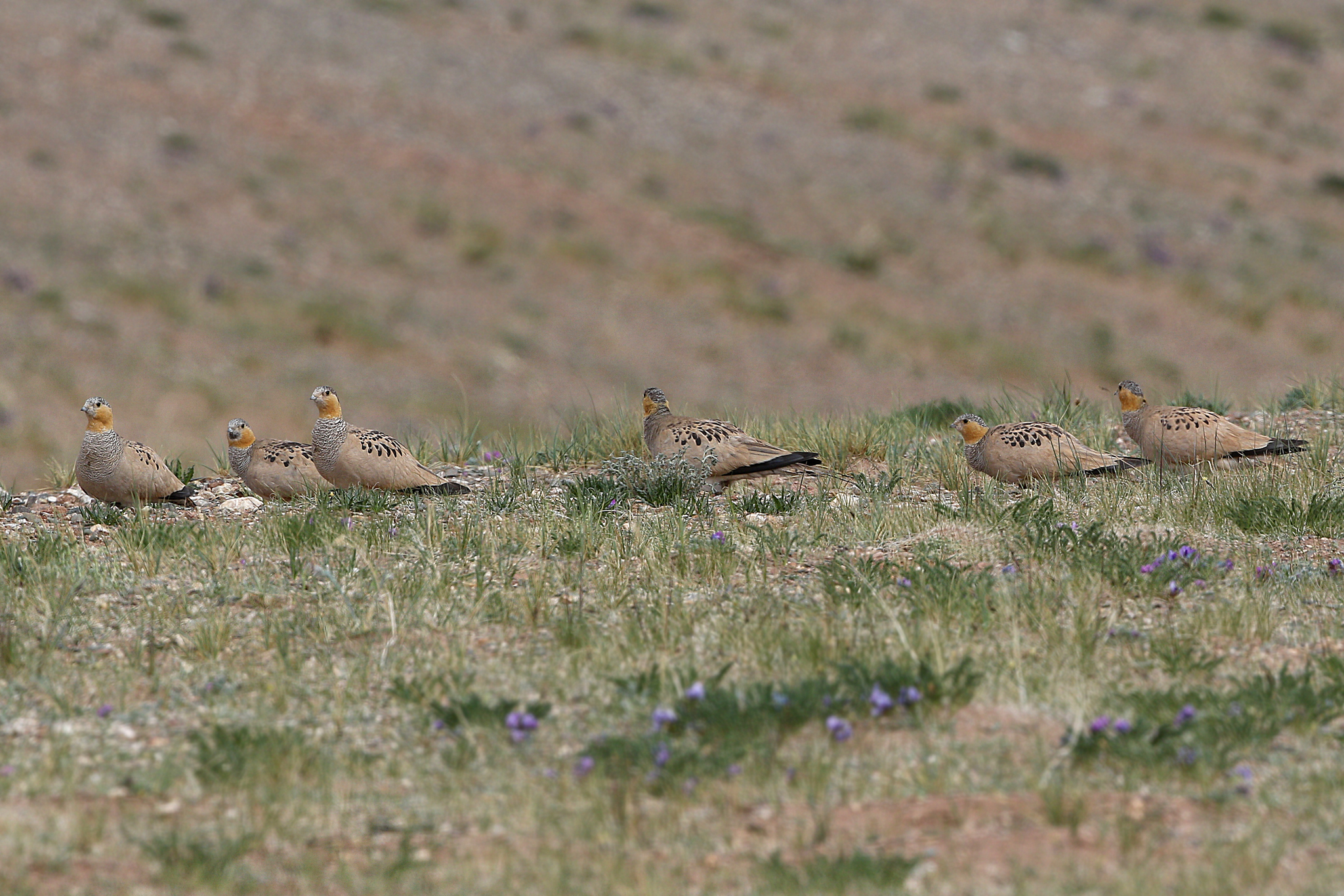 Tibetan Sandgrouse