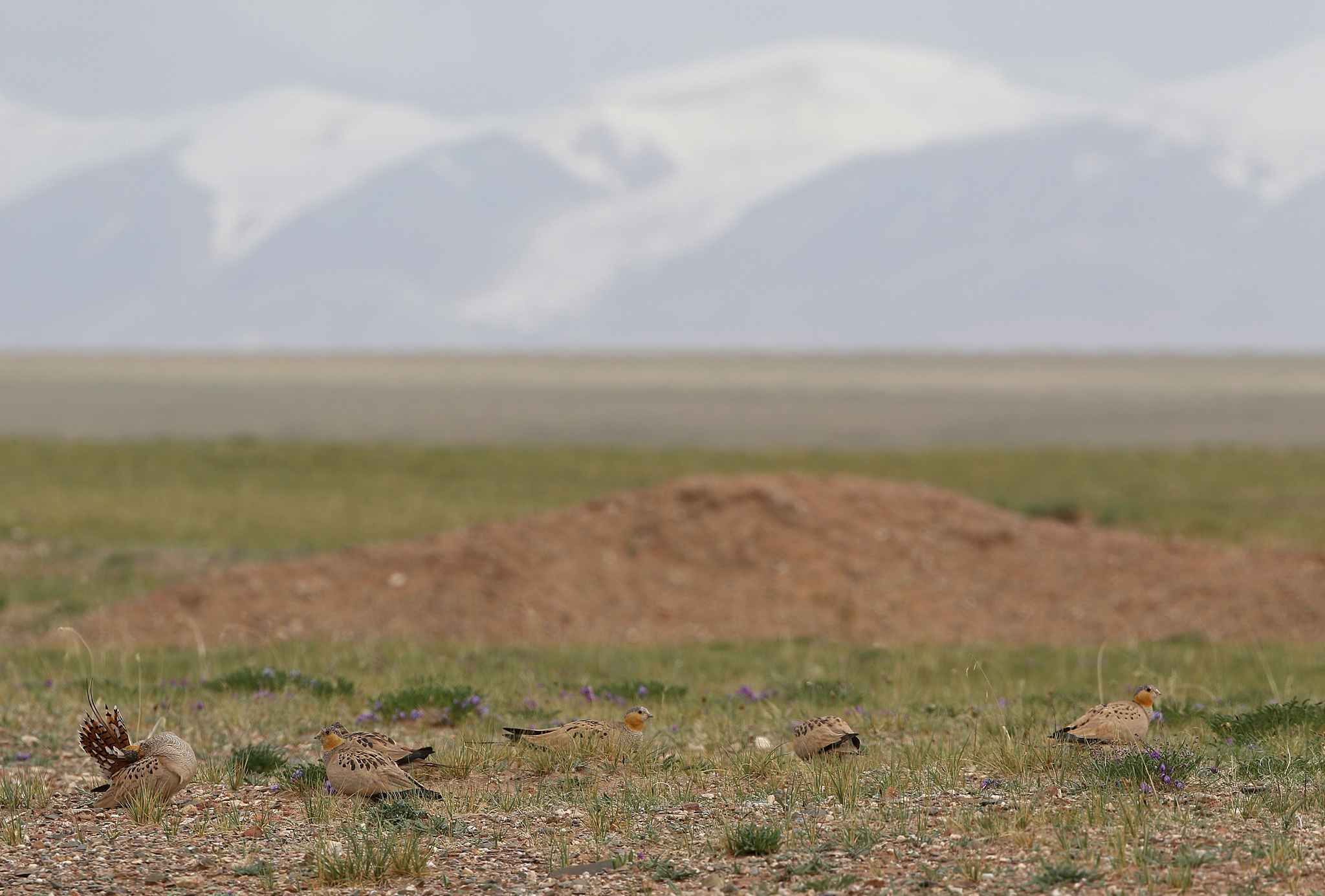 Tibetan Sandgrouse