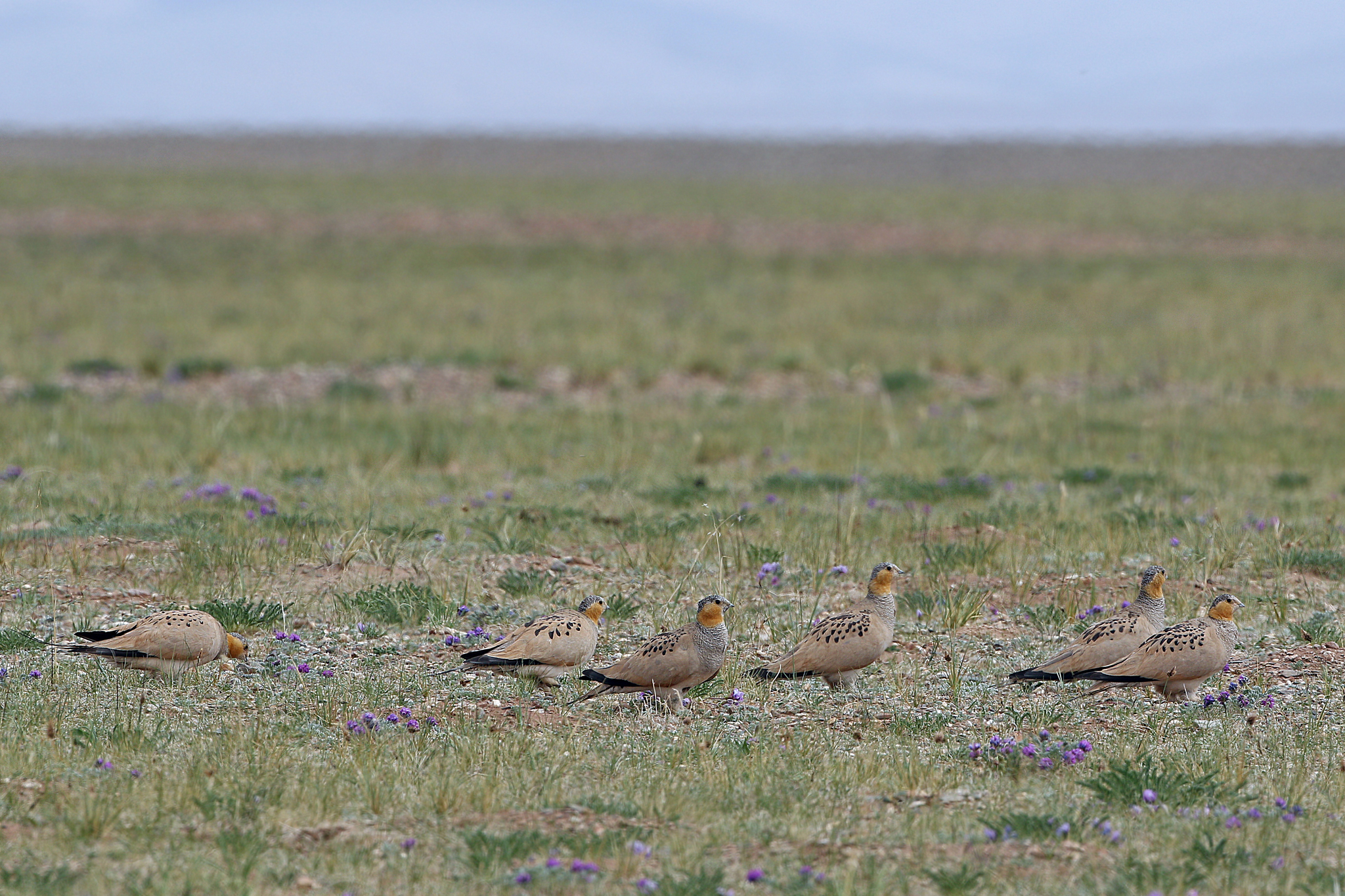 Tibetan Sandgrouse
