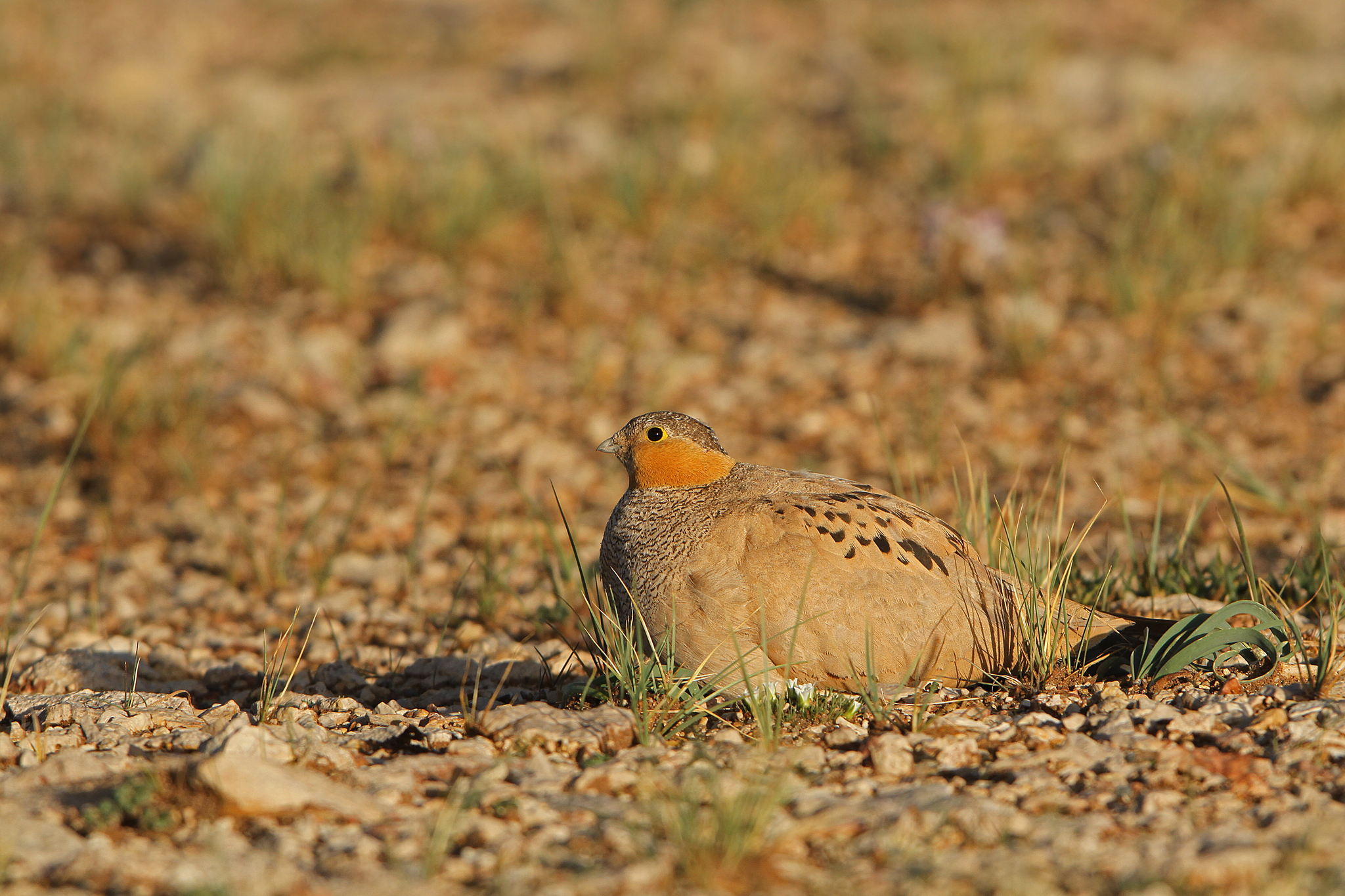 Tibetan Sandgrouse