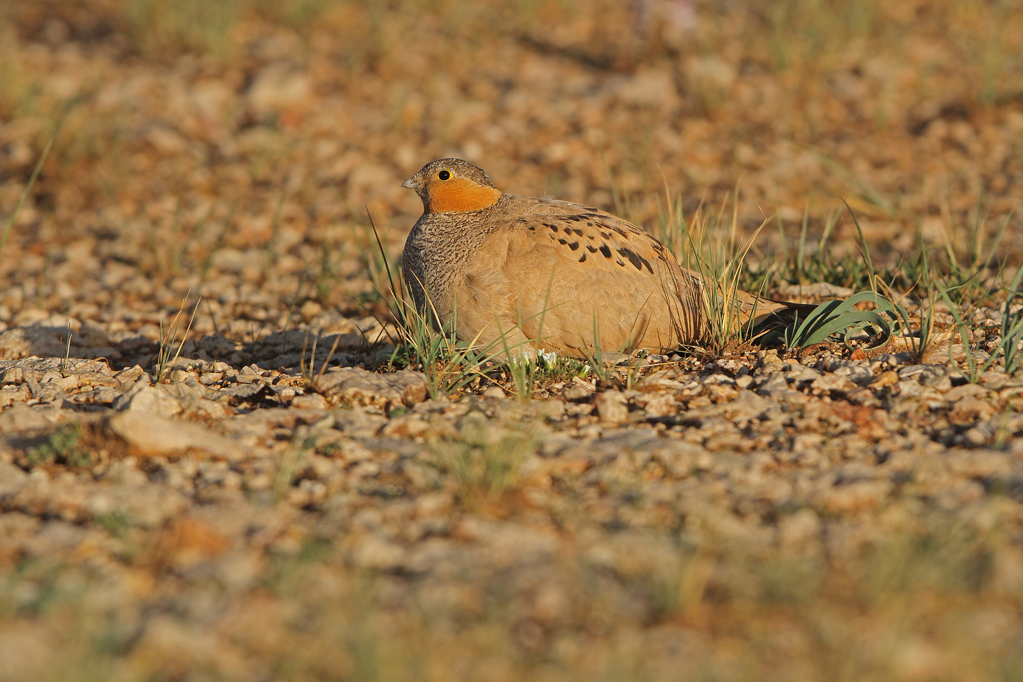 Tibetan Sandgrouse