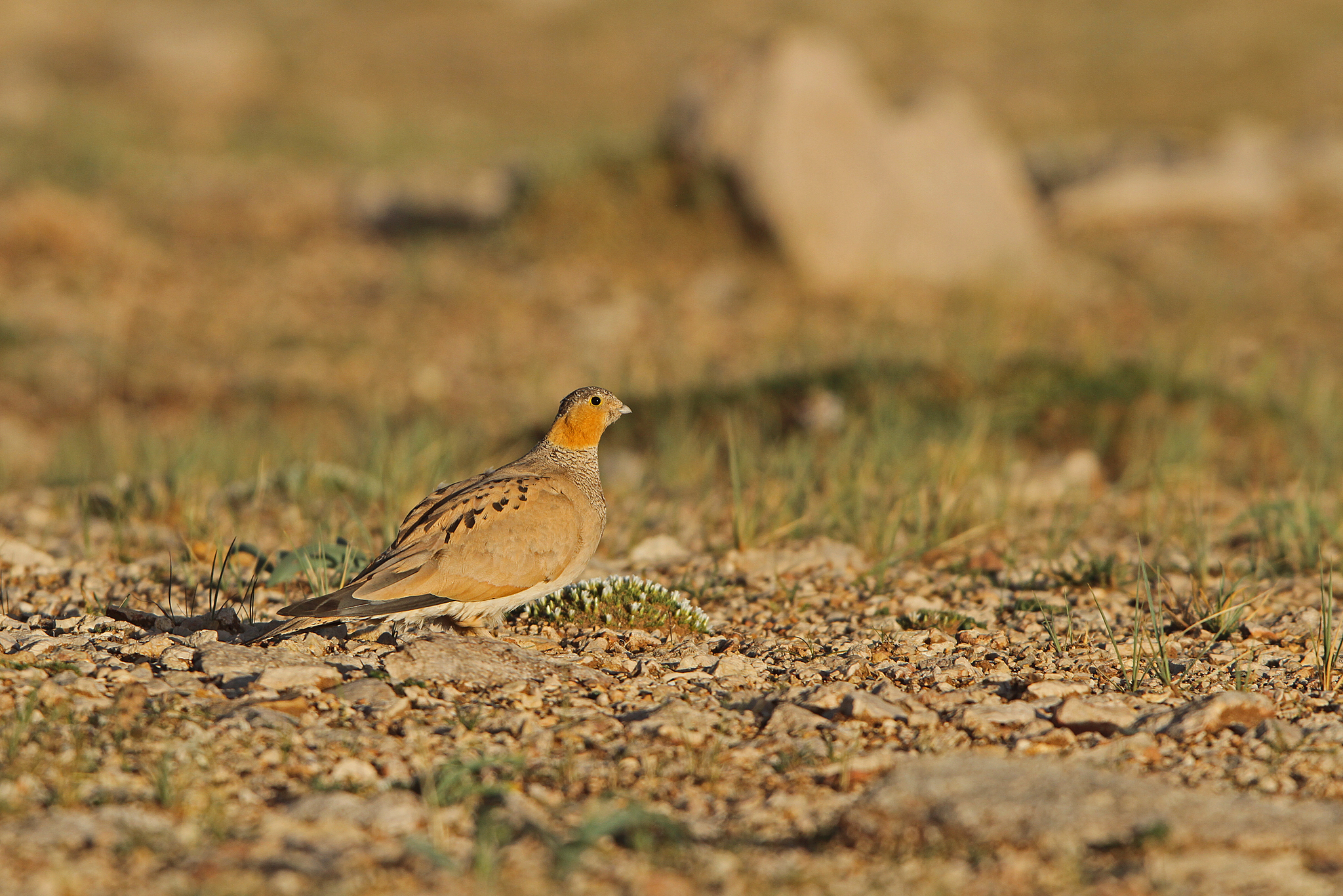 Tibetan Sandgrouse