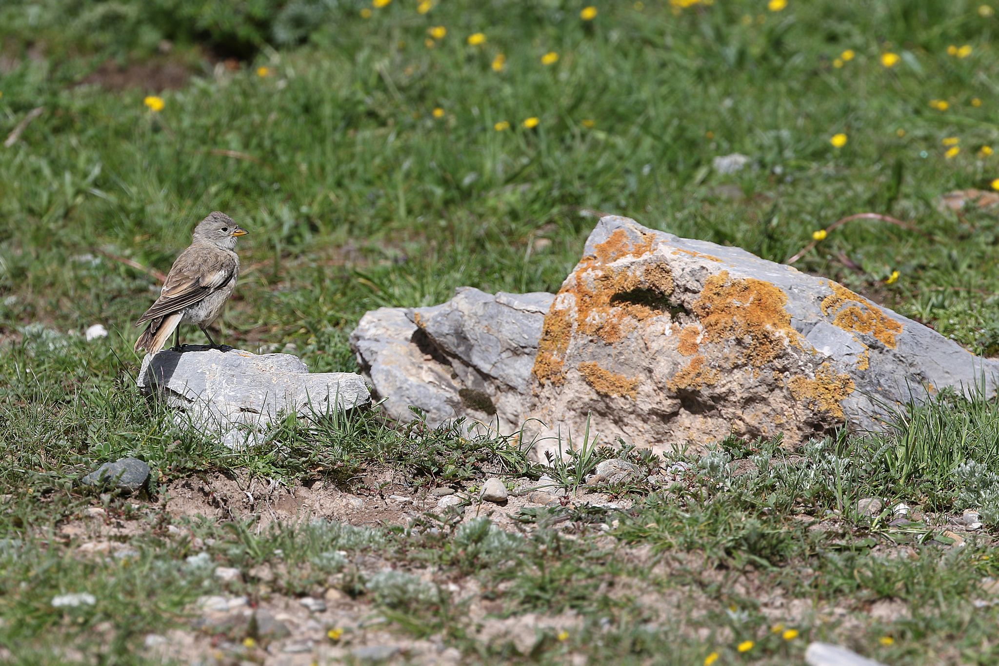 Black-winged Snowfinch