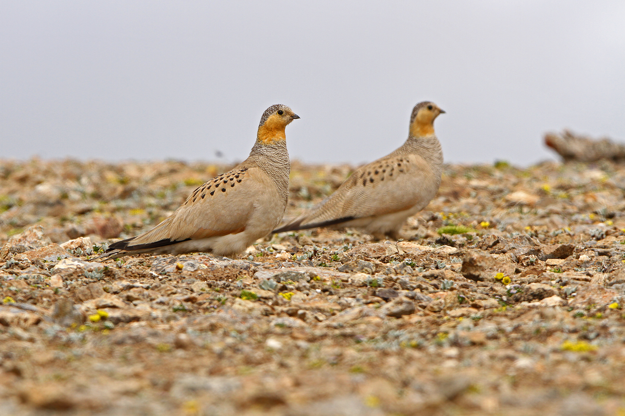 Tibetan Sandgrouse