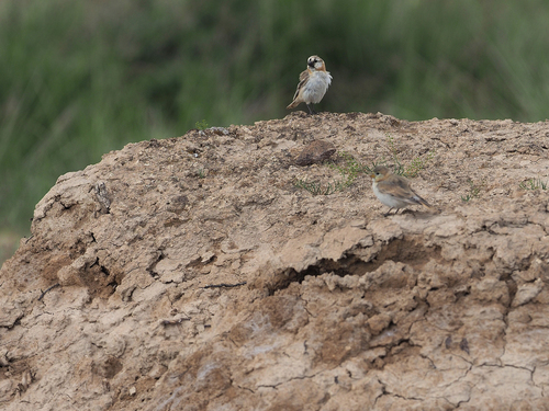 Blanford's Snowfinch (Pyrgilauda blanfordi), photo 10