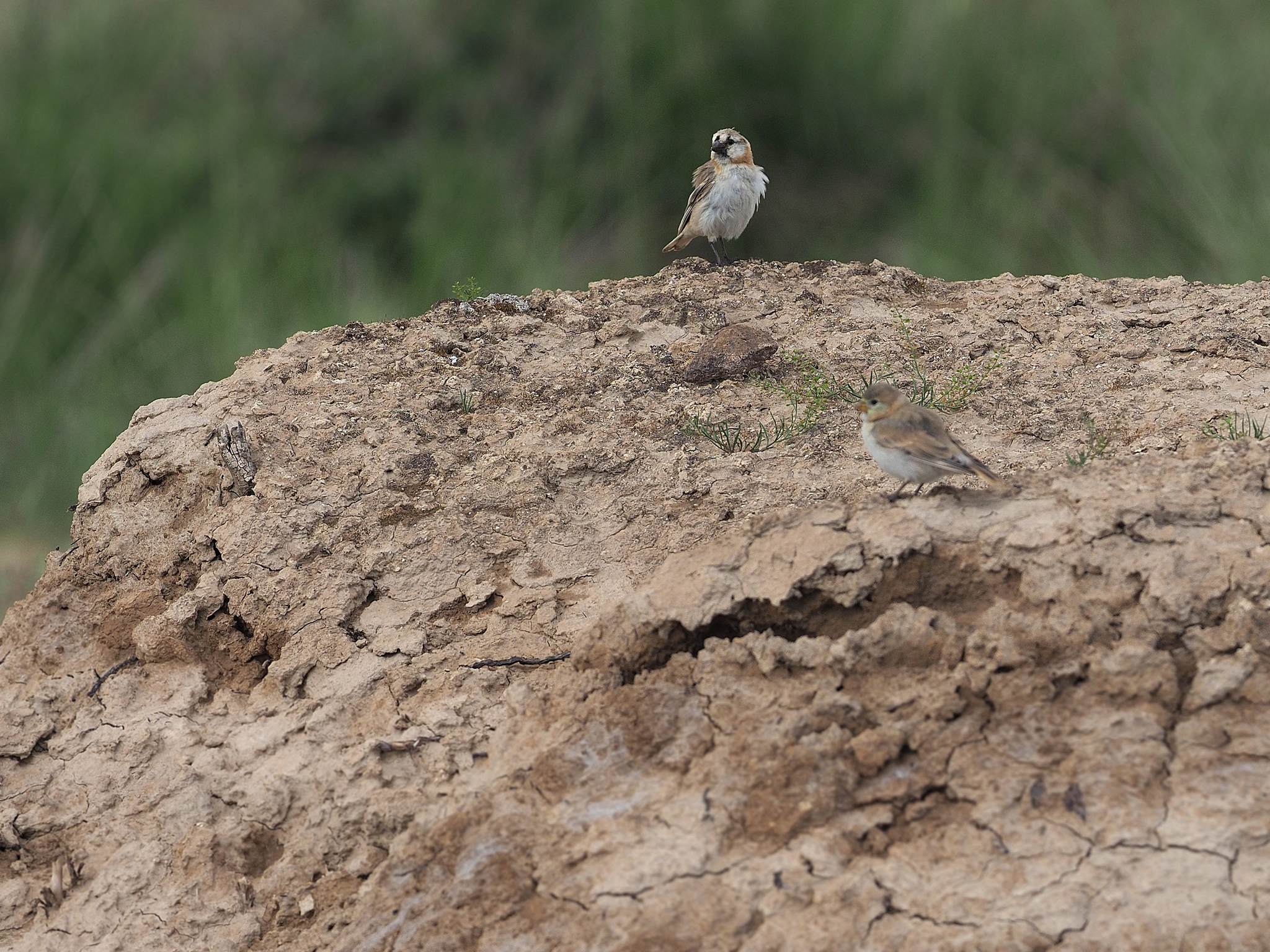 Blanford's Snowfinch