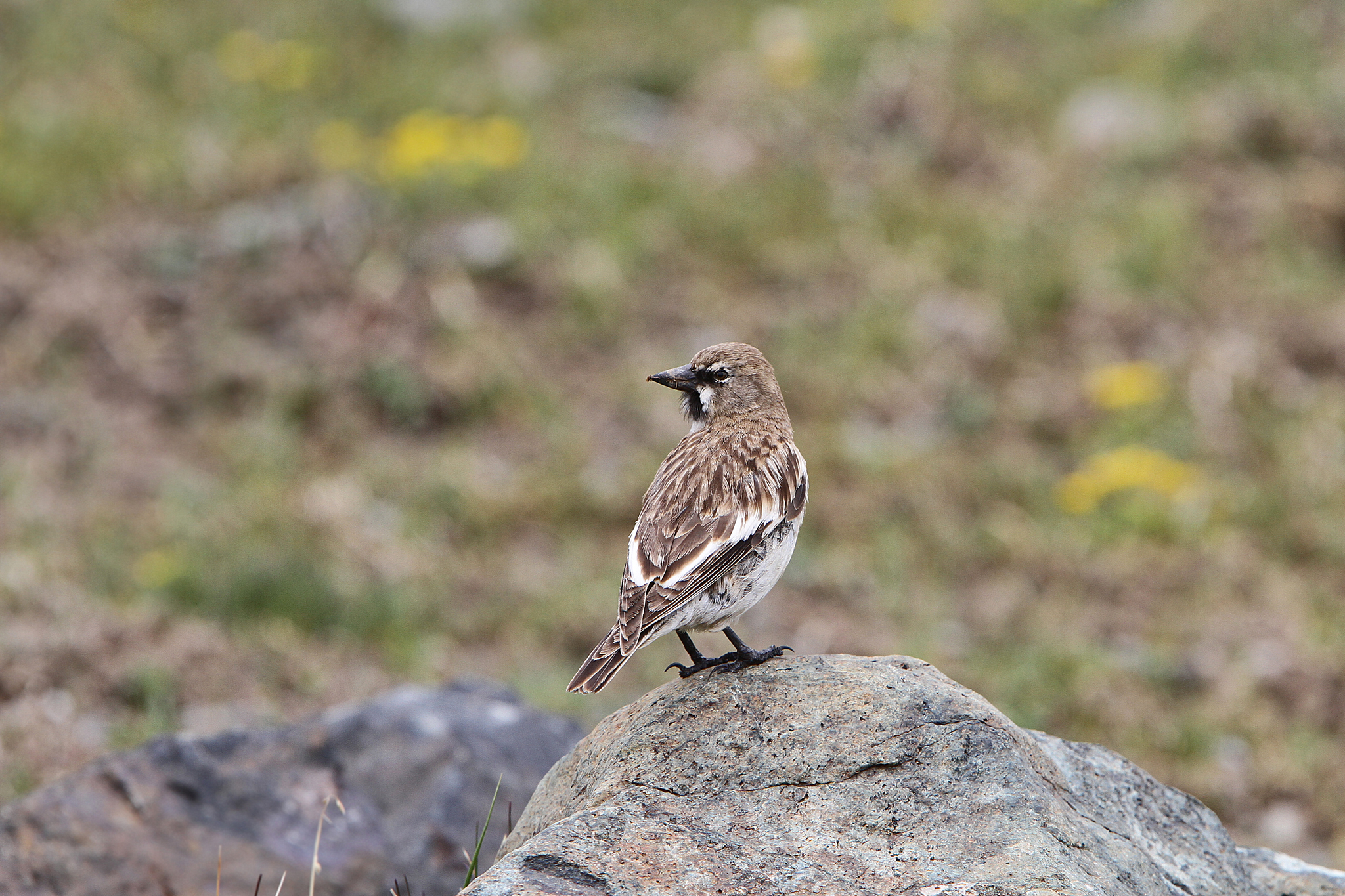 Tibetan Snowfinch