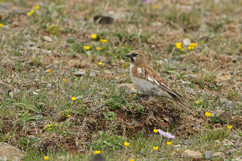 Tibetan Snowfinch (Montifringilla henrici), photo 8
