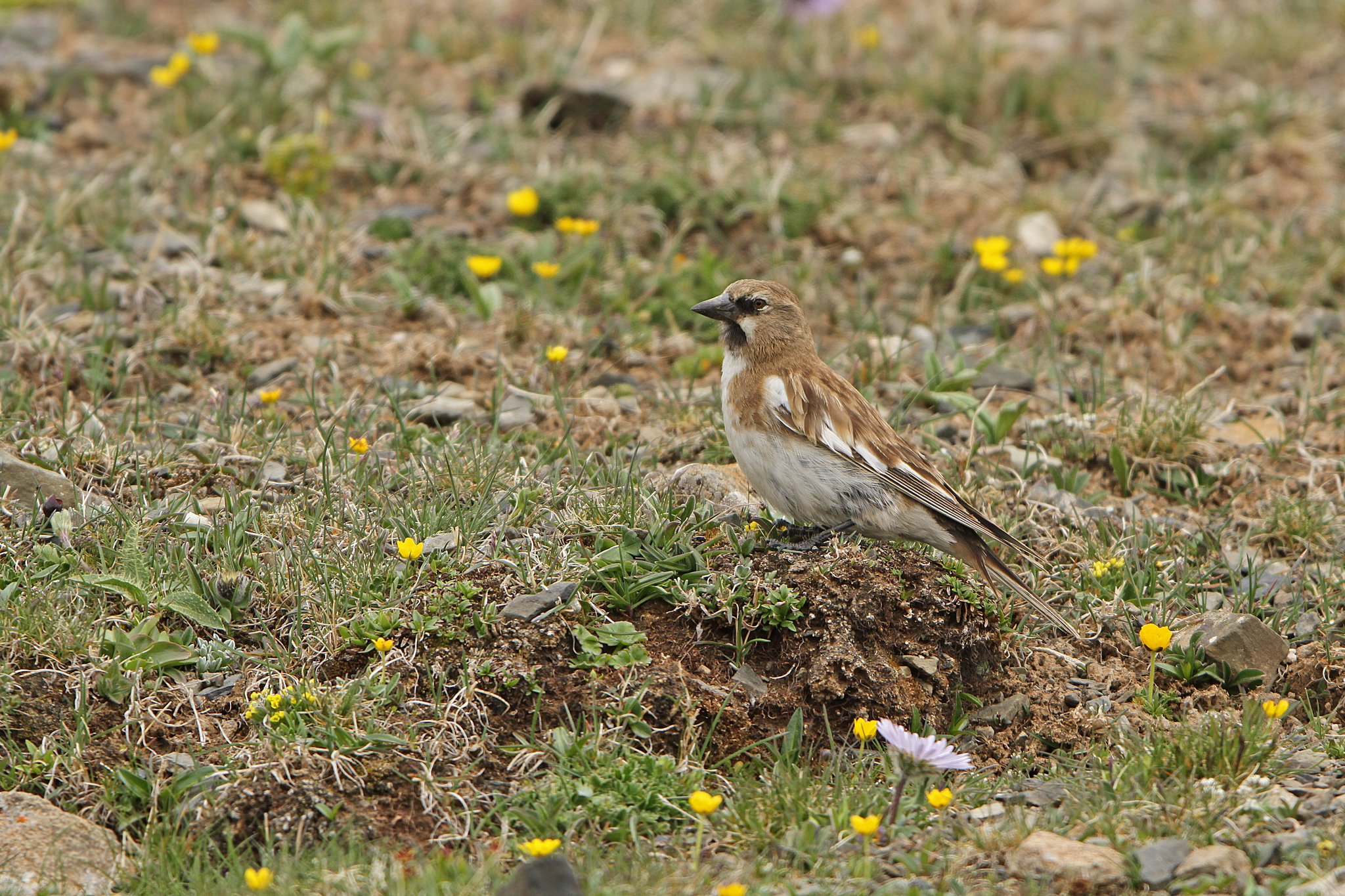 Tibetan Snowfinch