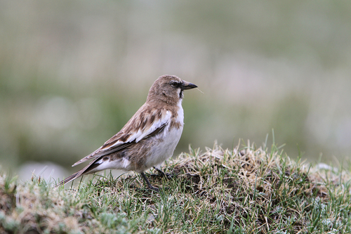 Tibetan Snowfinch (Montifringilla henrici), photo 7