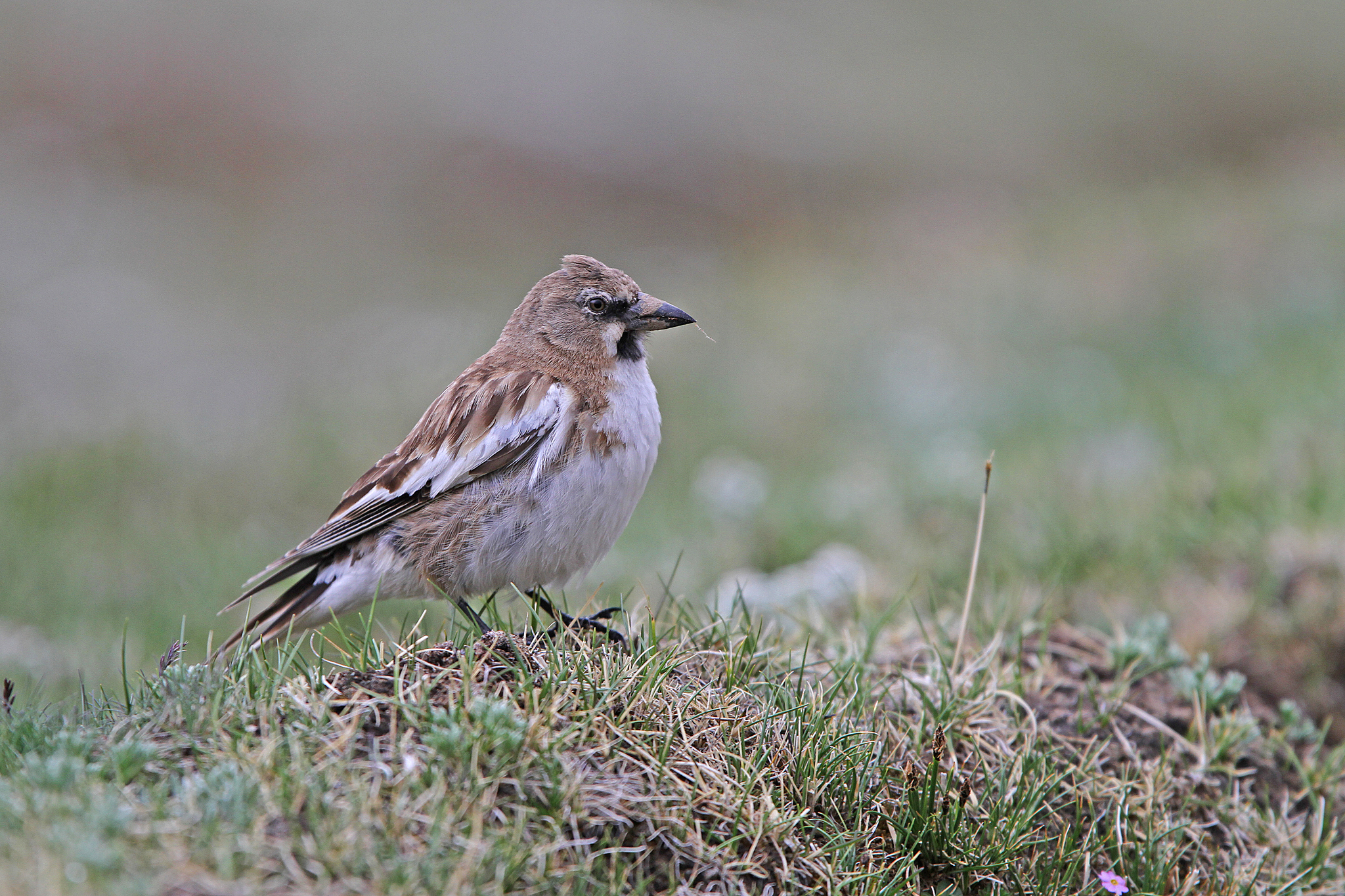 Tibetan Snowfinch