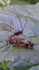Ctenopelmatinae