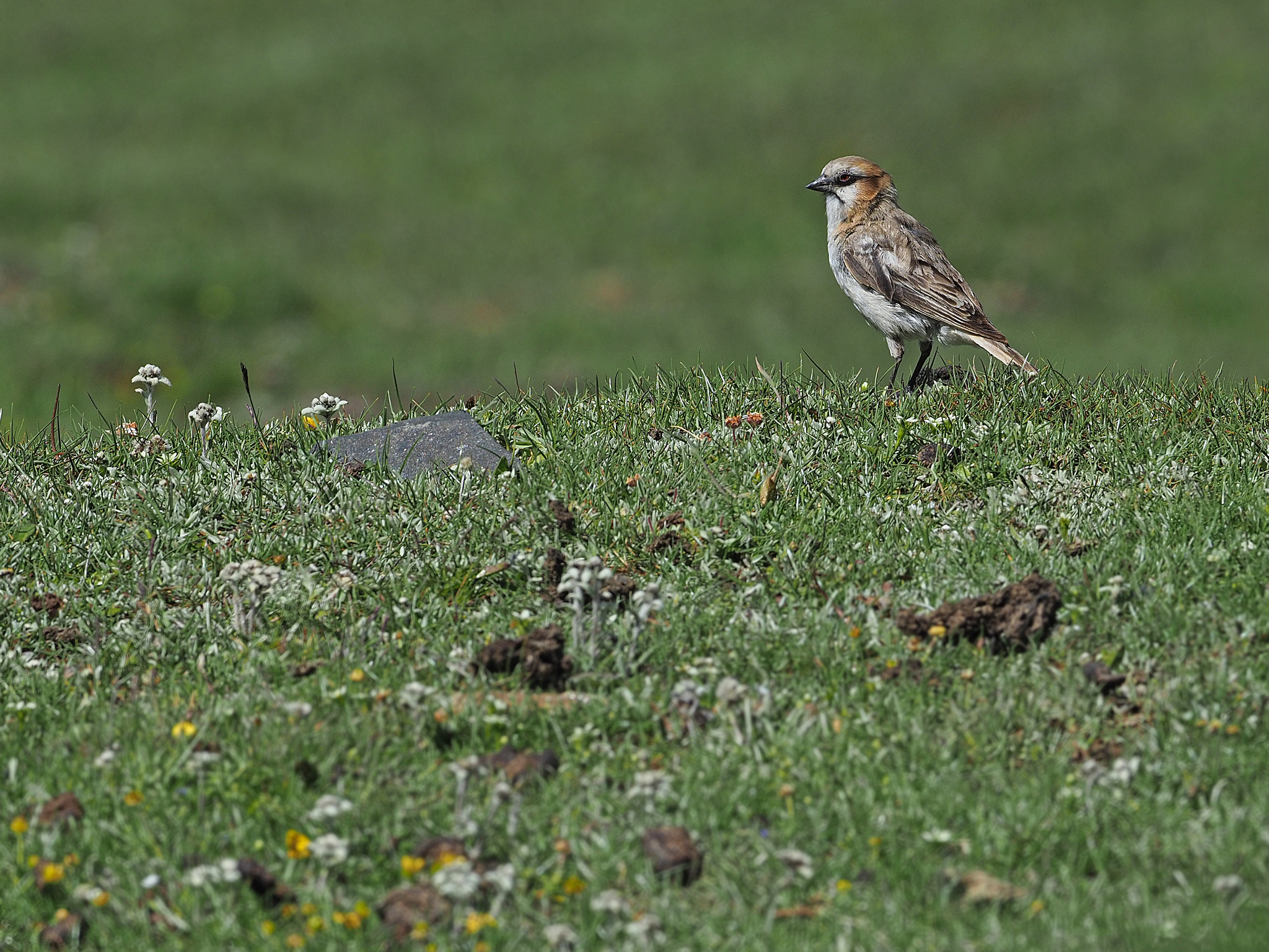 Rufous-necked Snowfinch