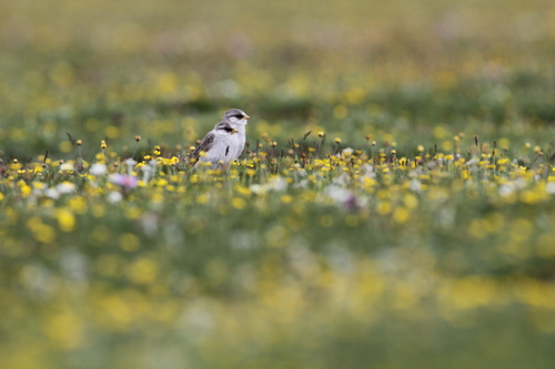 White-rumped Snowfinch (Onychostruthus taczanowskii), photo 10