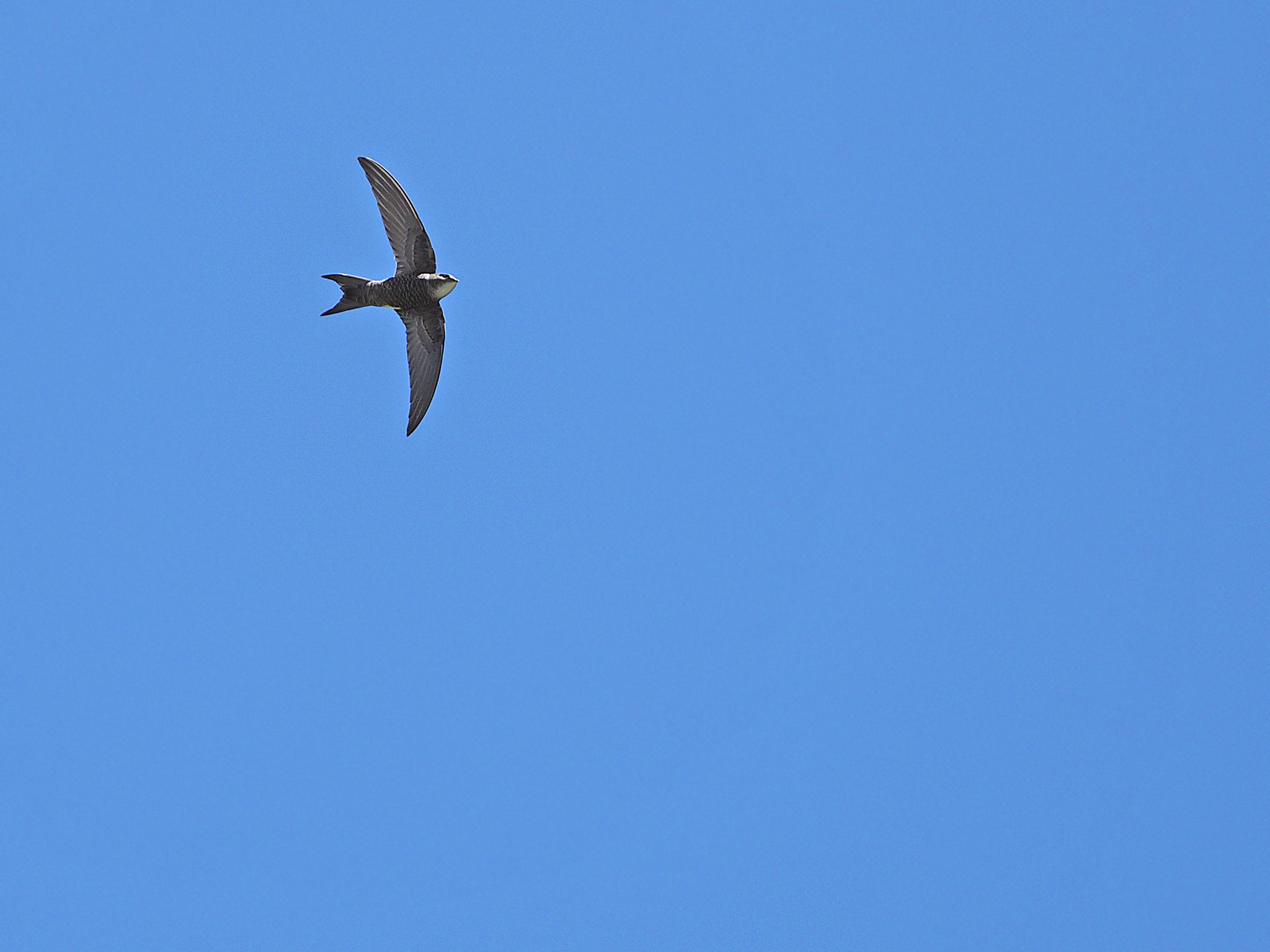 Fork-tailed Swift