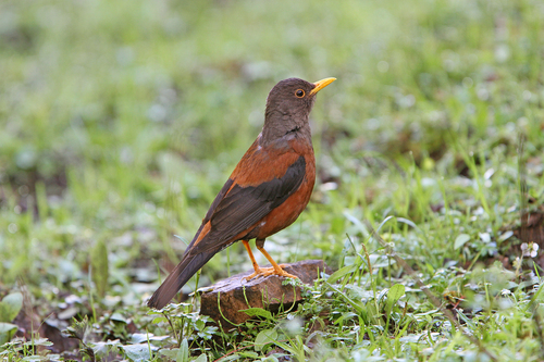 Chestnut Thrush (Turdus rubrocanus), photo 10
