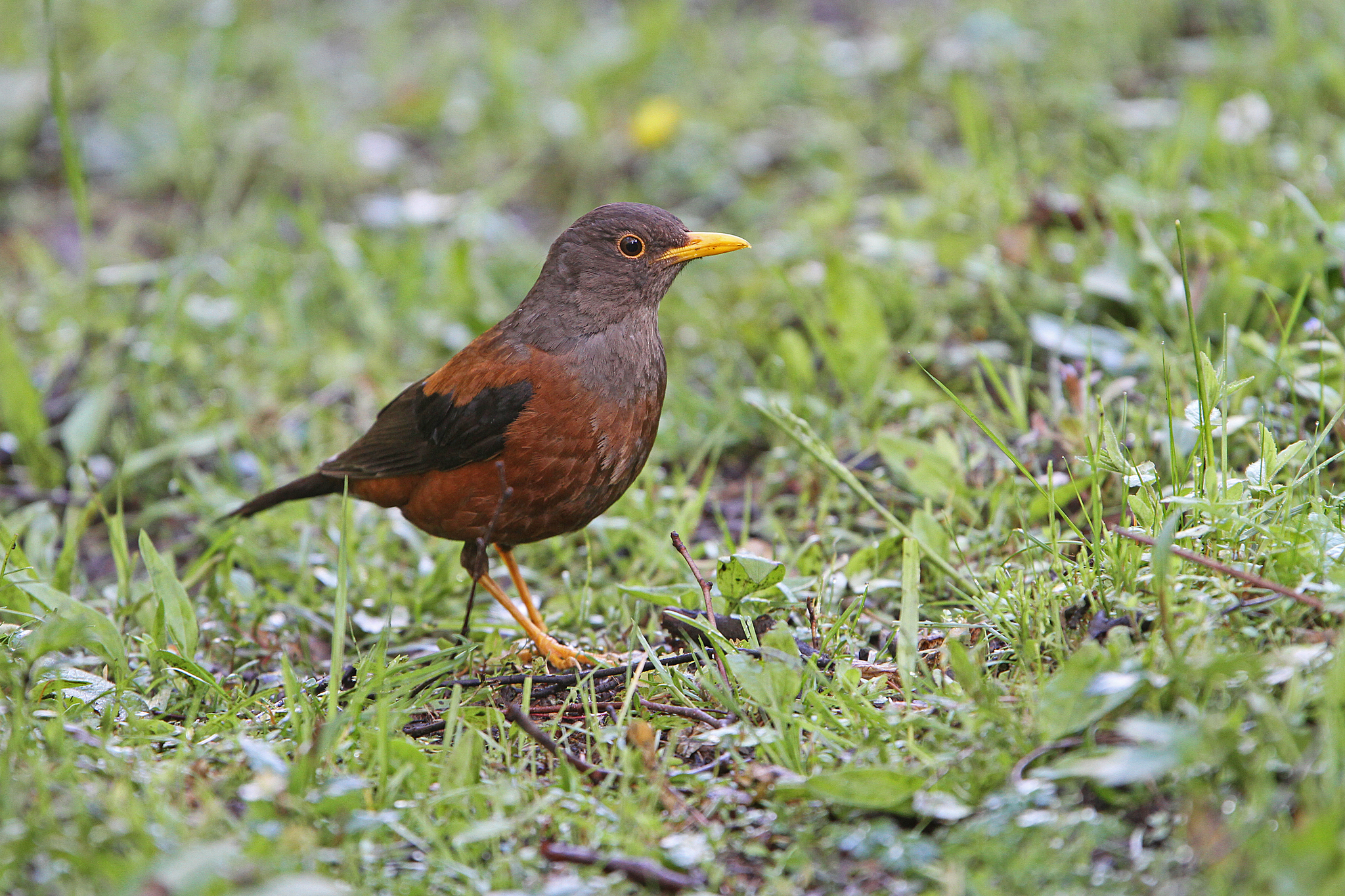 Chestnut Thrush
