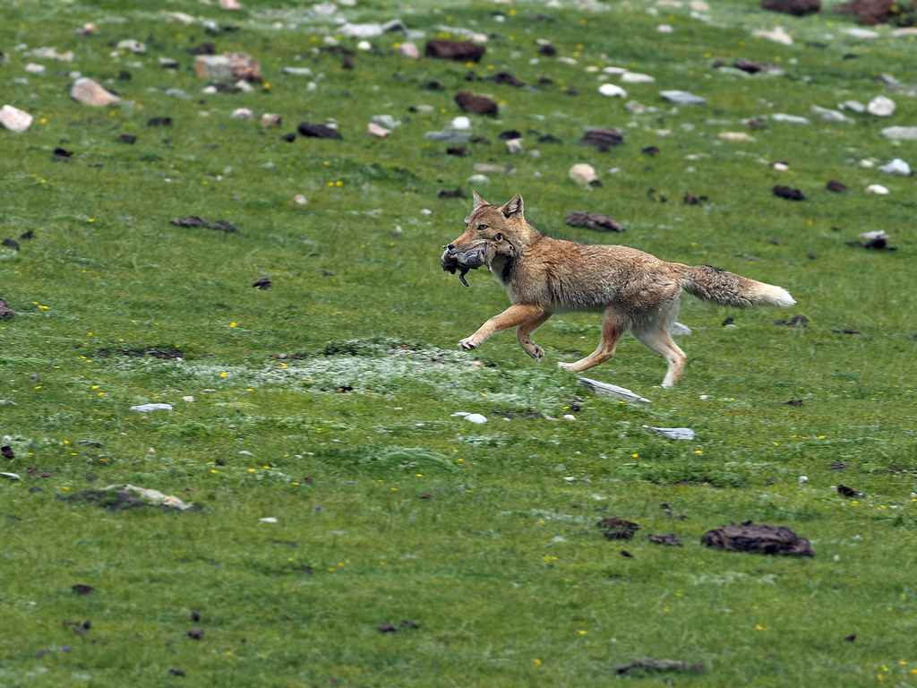 Tibetan Fox