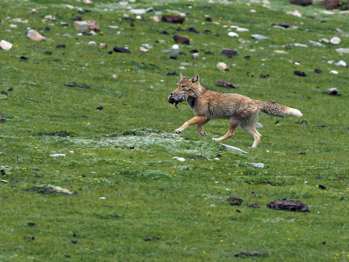 Tibetan Fox