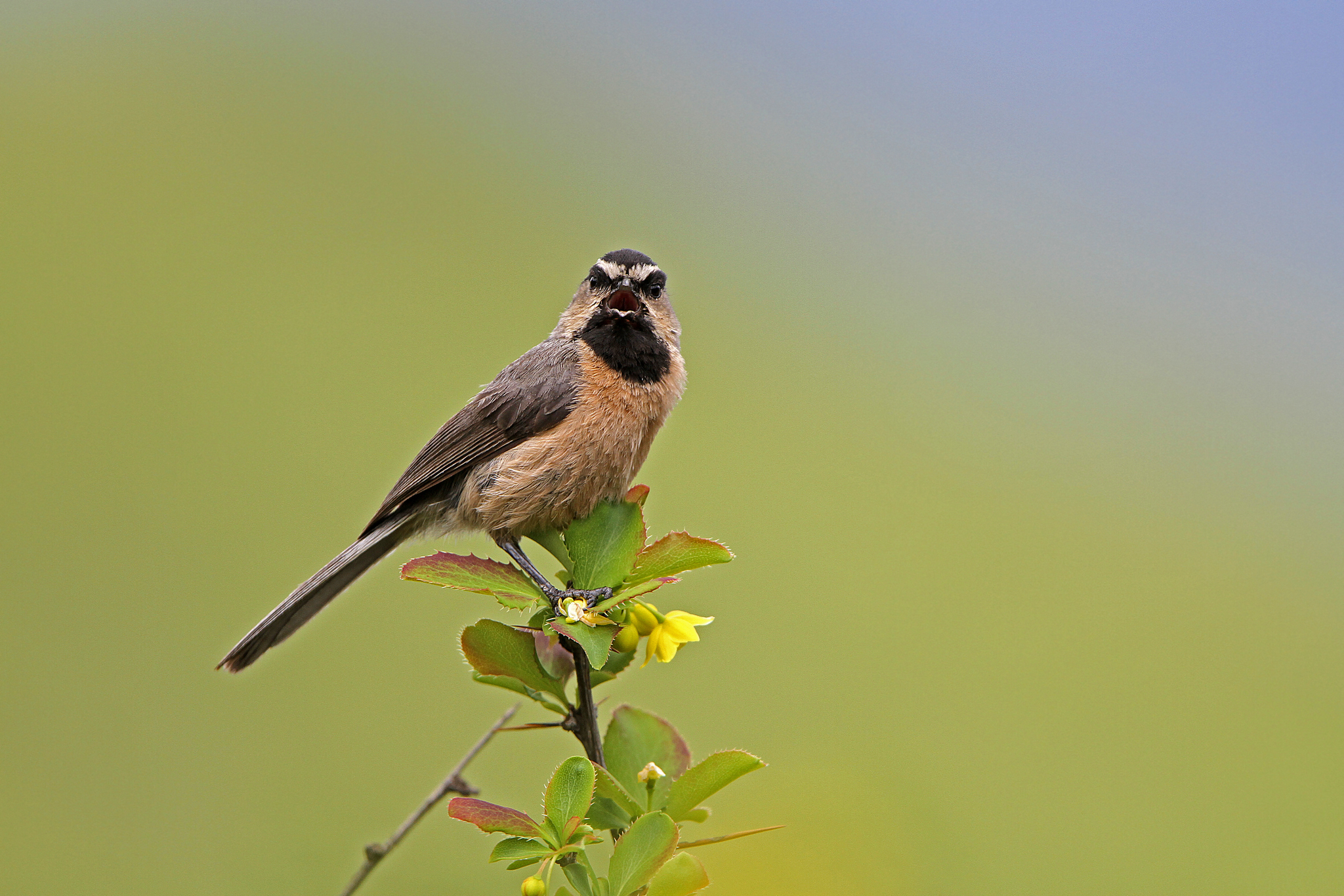 White-browed Tit