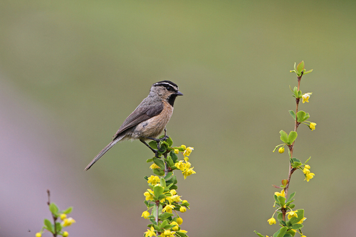 White-browed Tit (Poecile superciliosus), photo 10