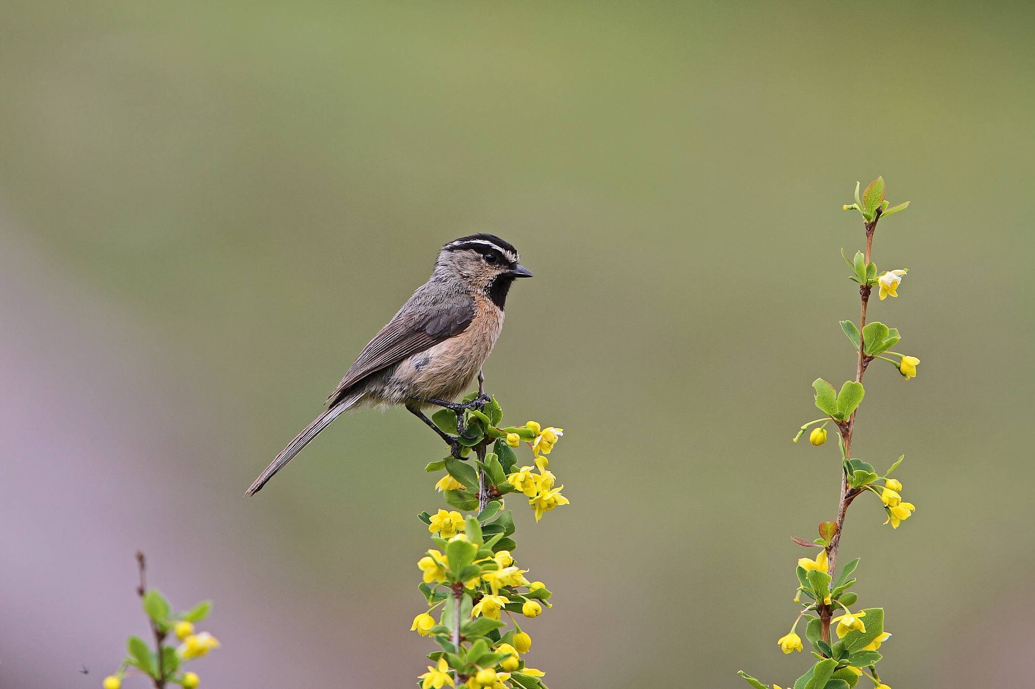 White-browed Tit