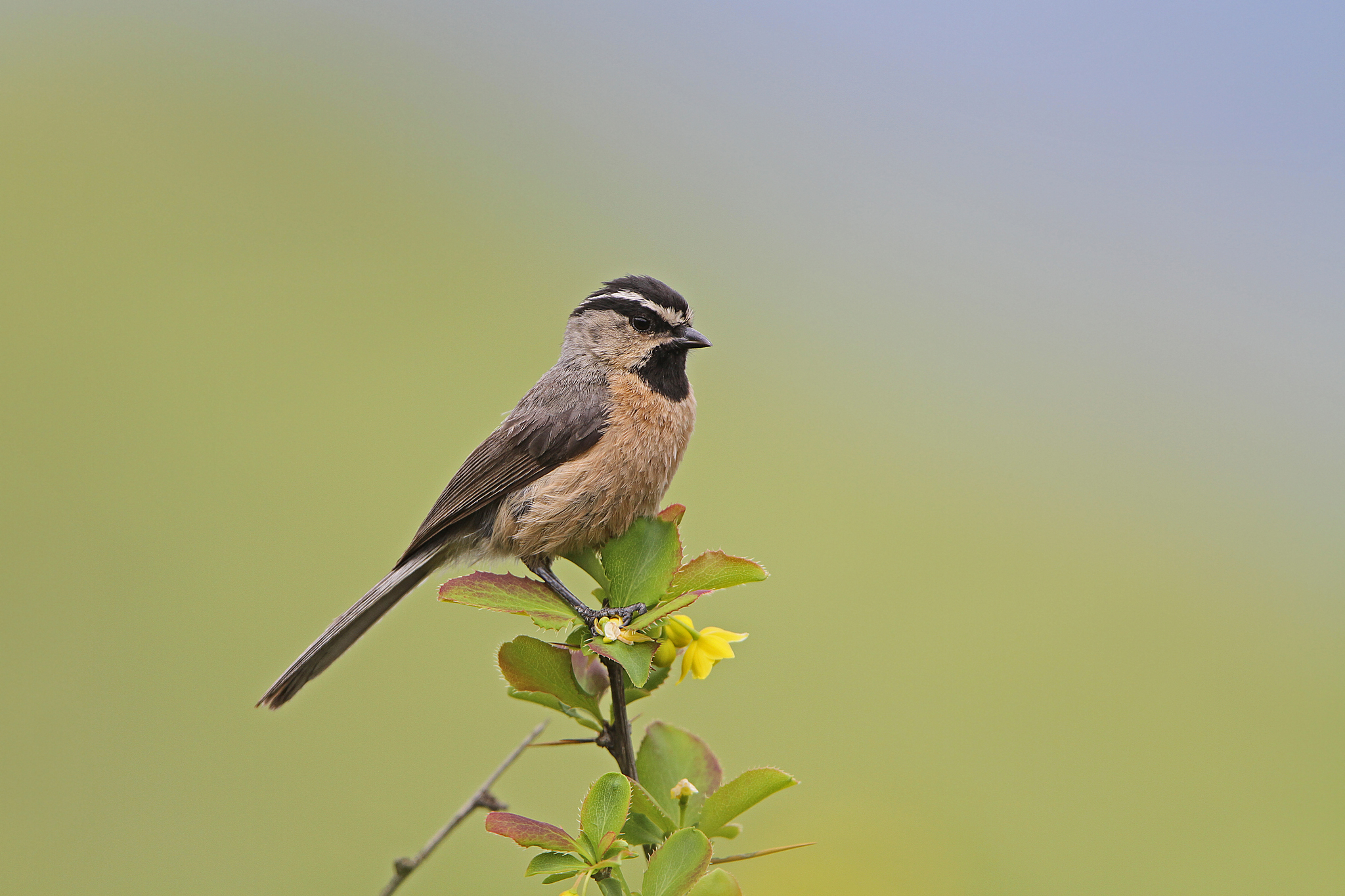 White-browed Tit