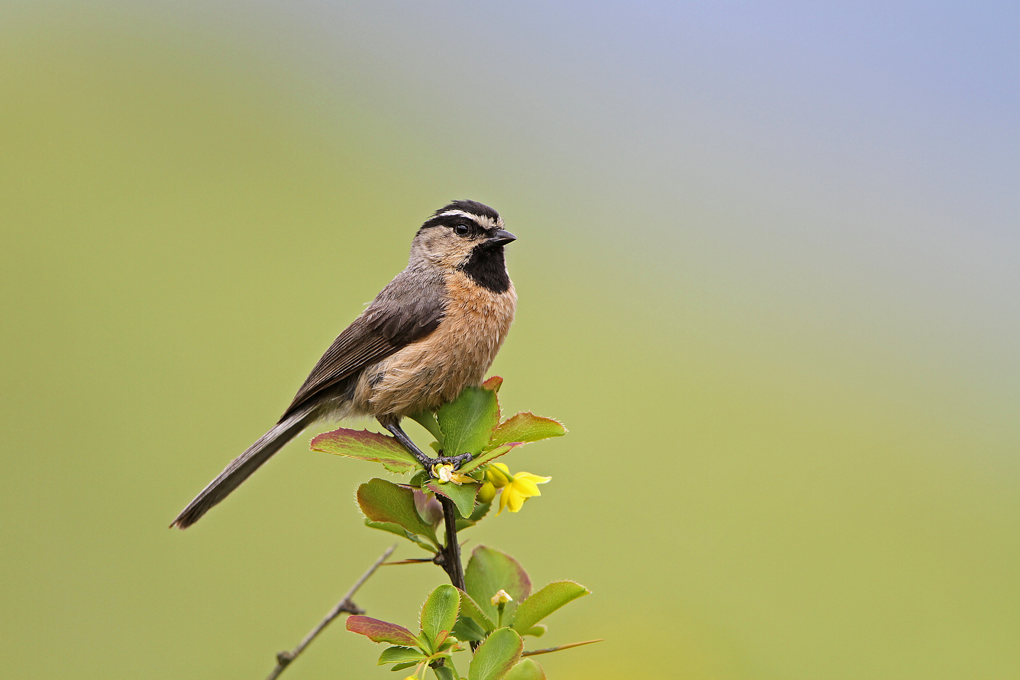 White-browed Tit