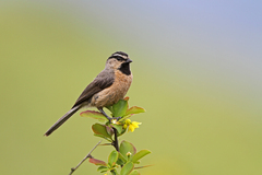 White-Browed Tit photo 1