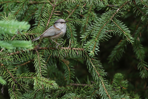 Crested Tit-warbler (Leptopoecile elegans), photo 6