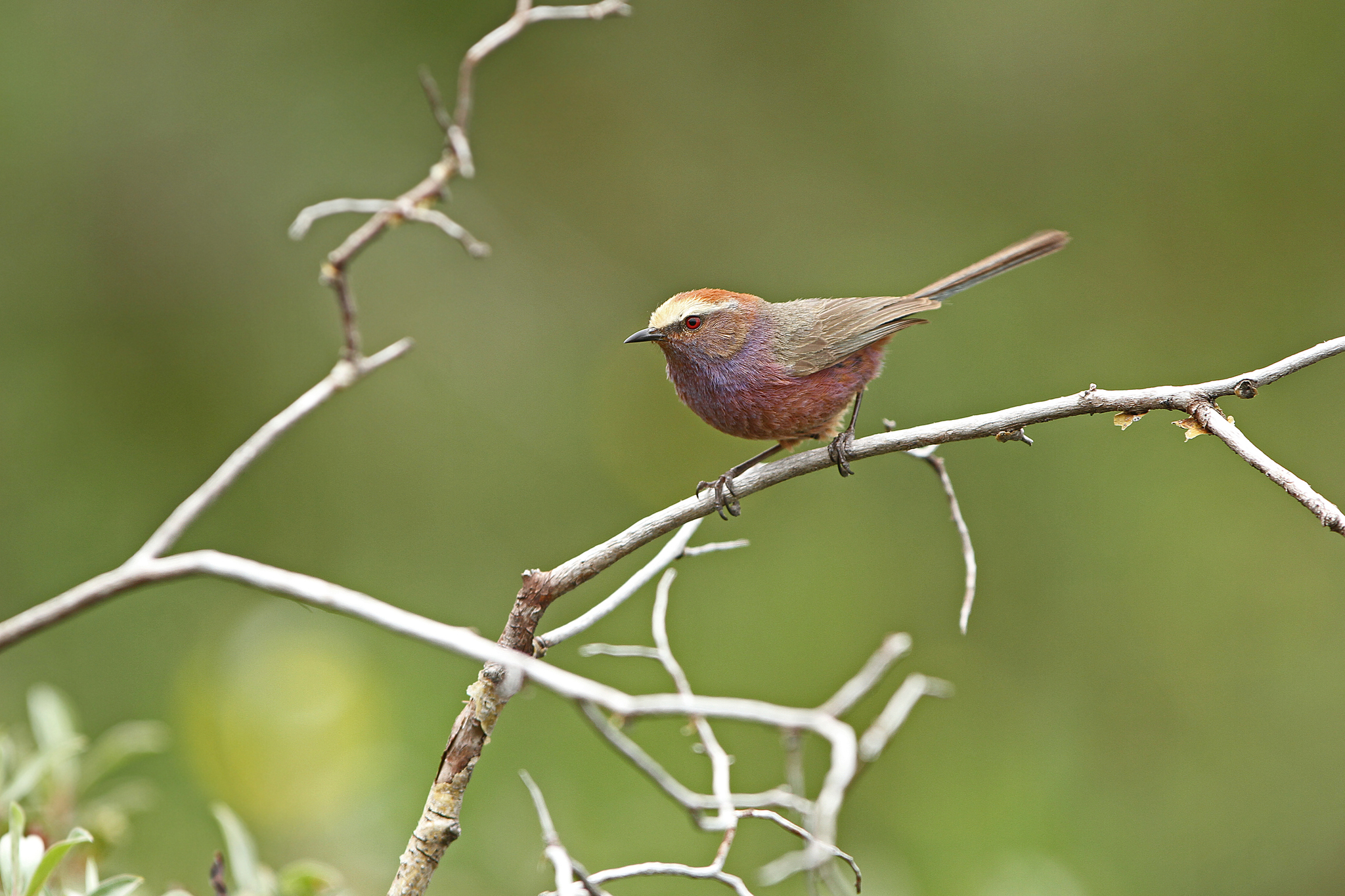 White-browed Tit-warbler