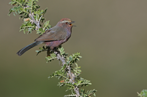 White-browed Tit-warbler (Leptopoecile sophiae), photo 1