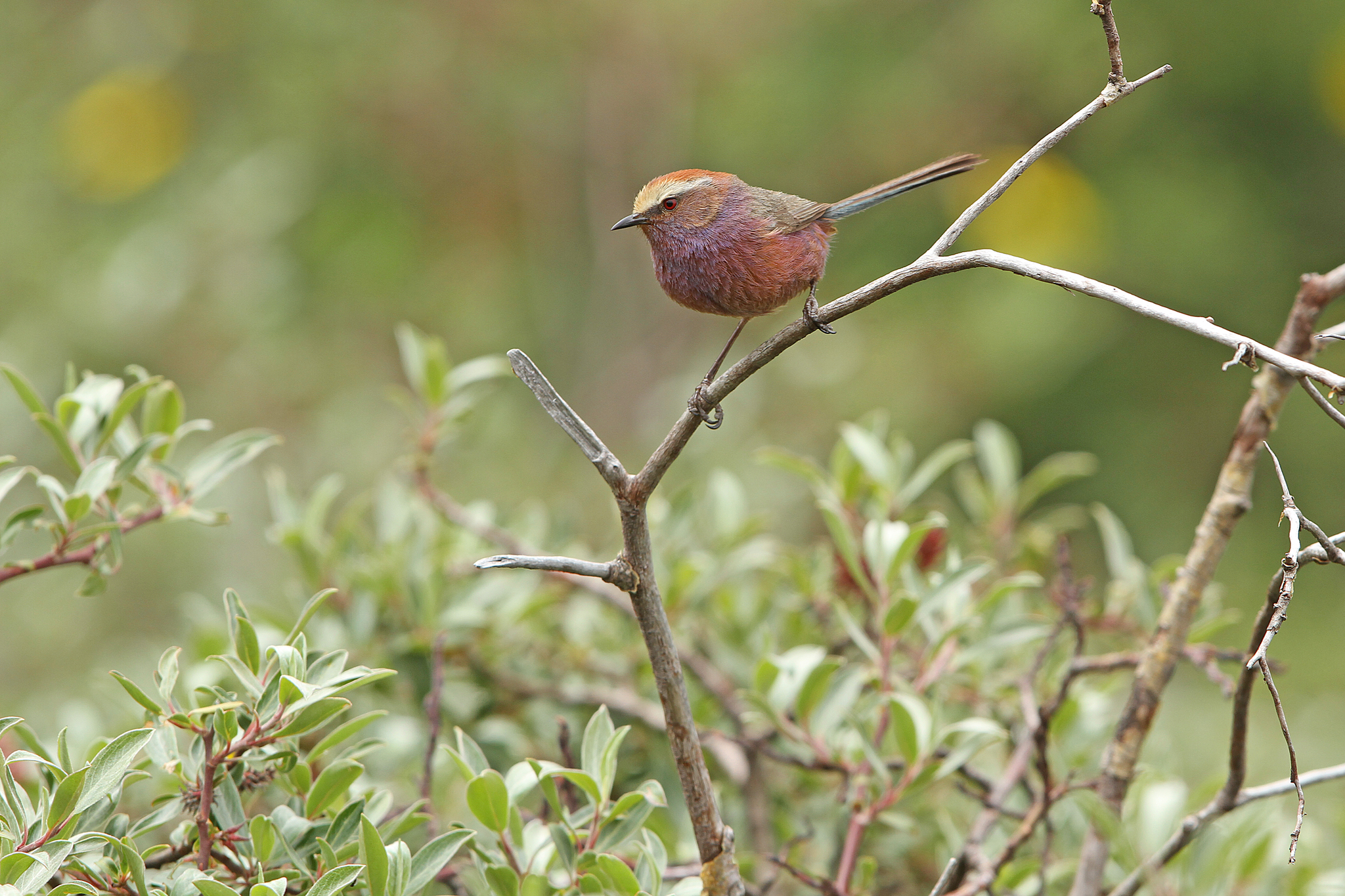 White-browed Tit-warbler