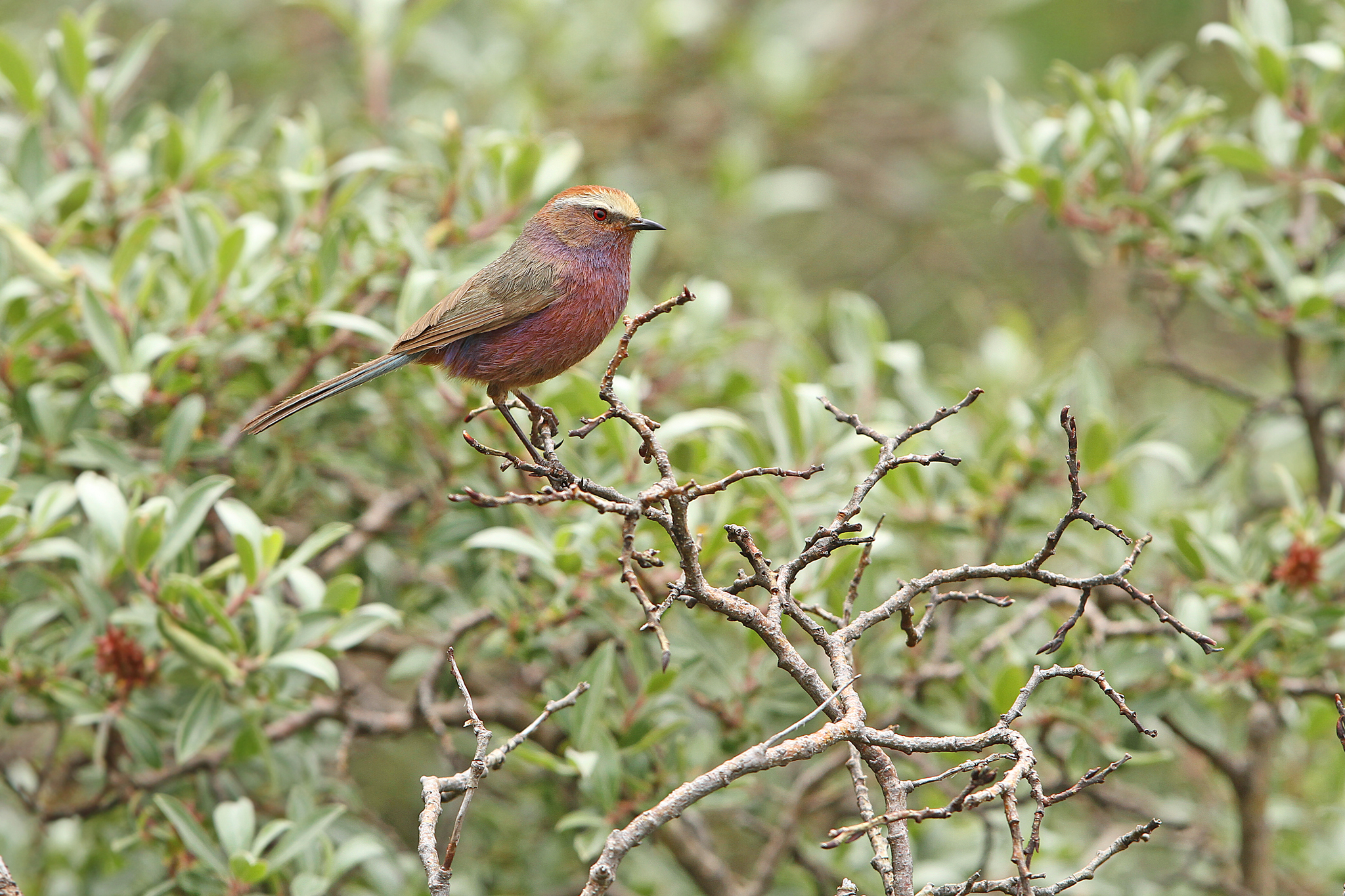 White-browed Tit-warbler