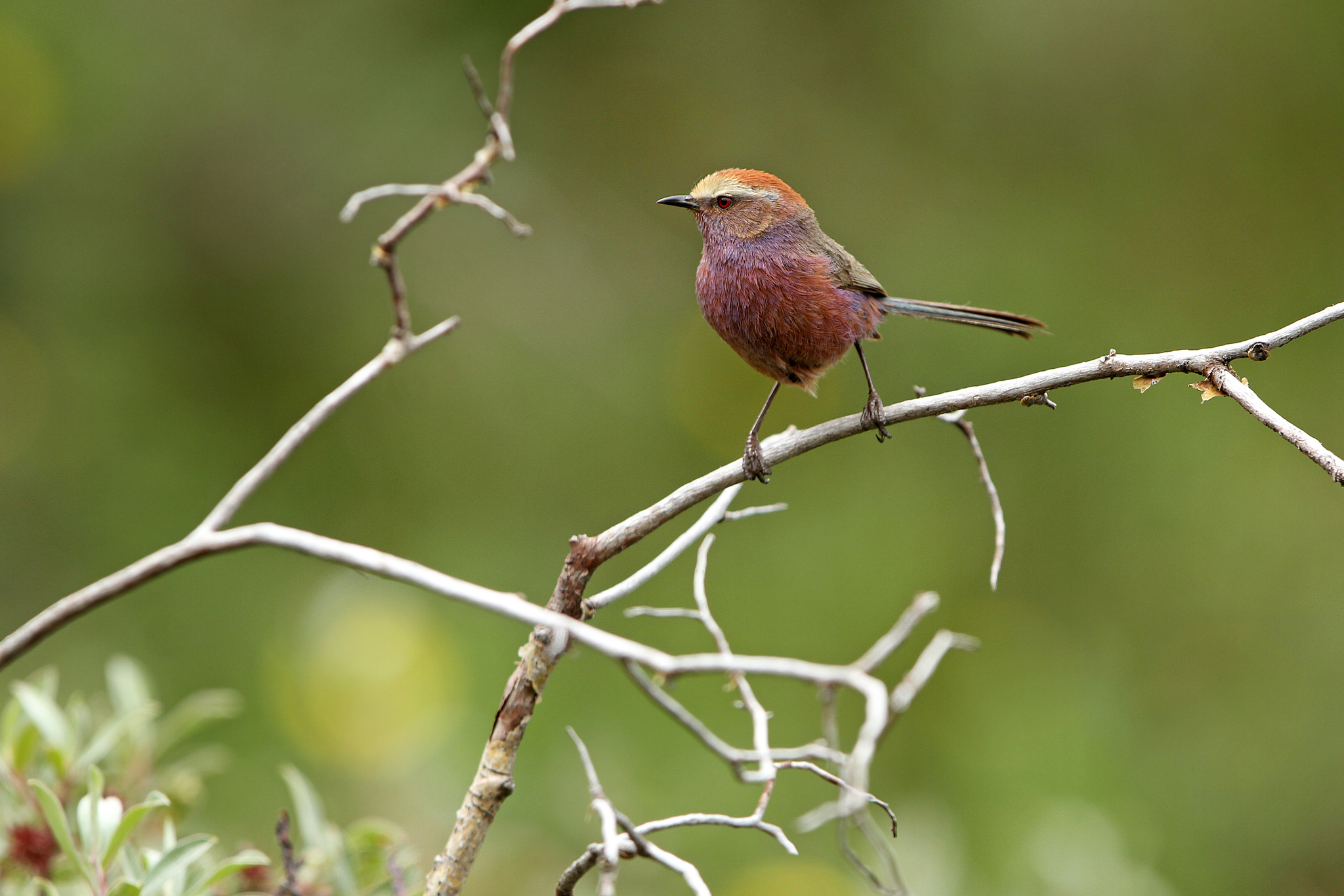 White-browed Tit-warbler