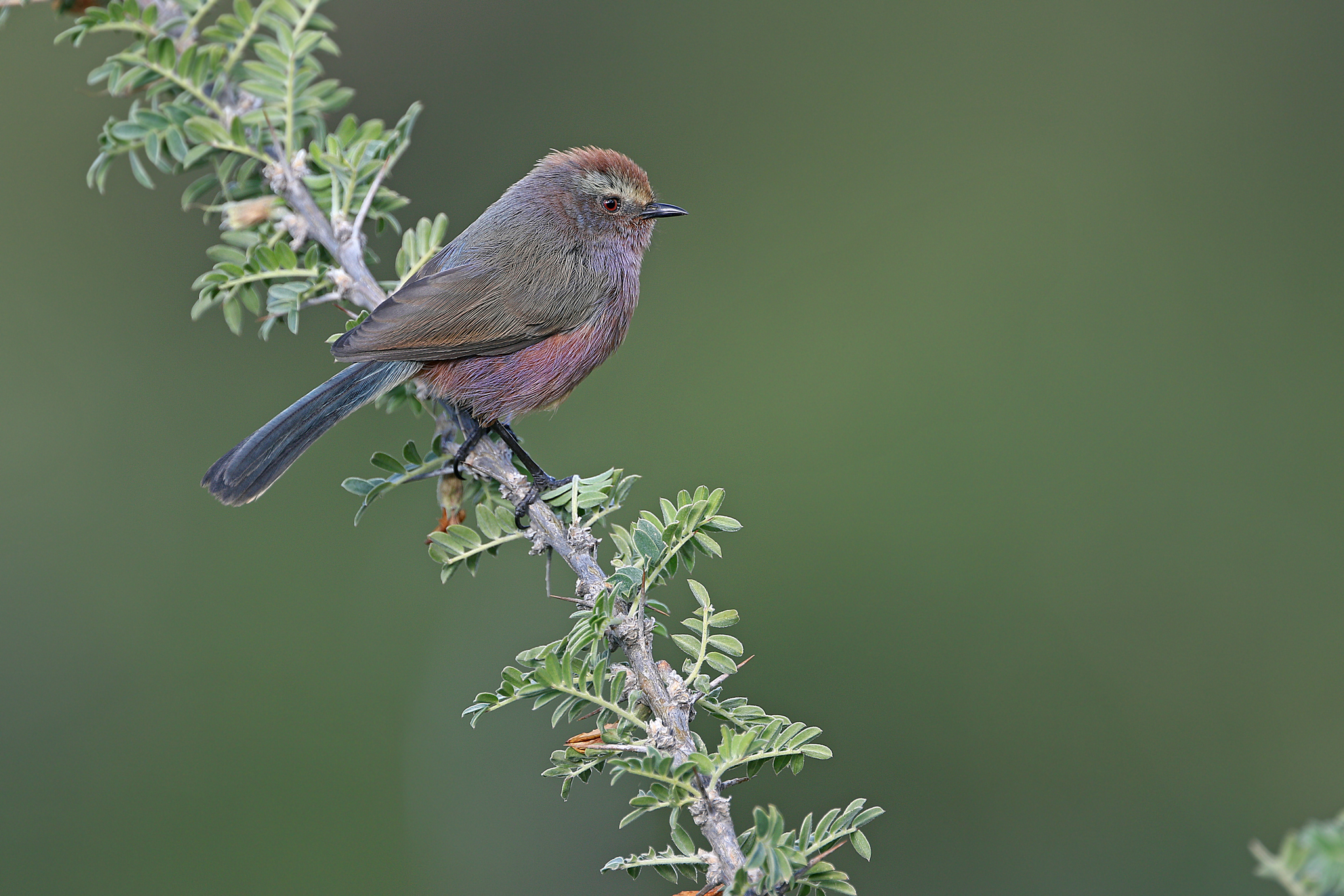 White-browed Tit-warbler