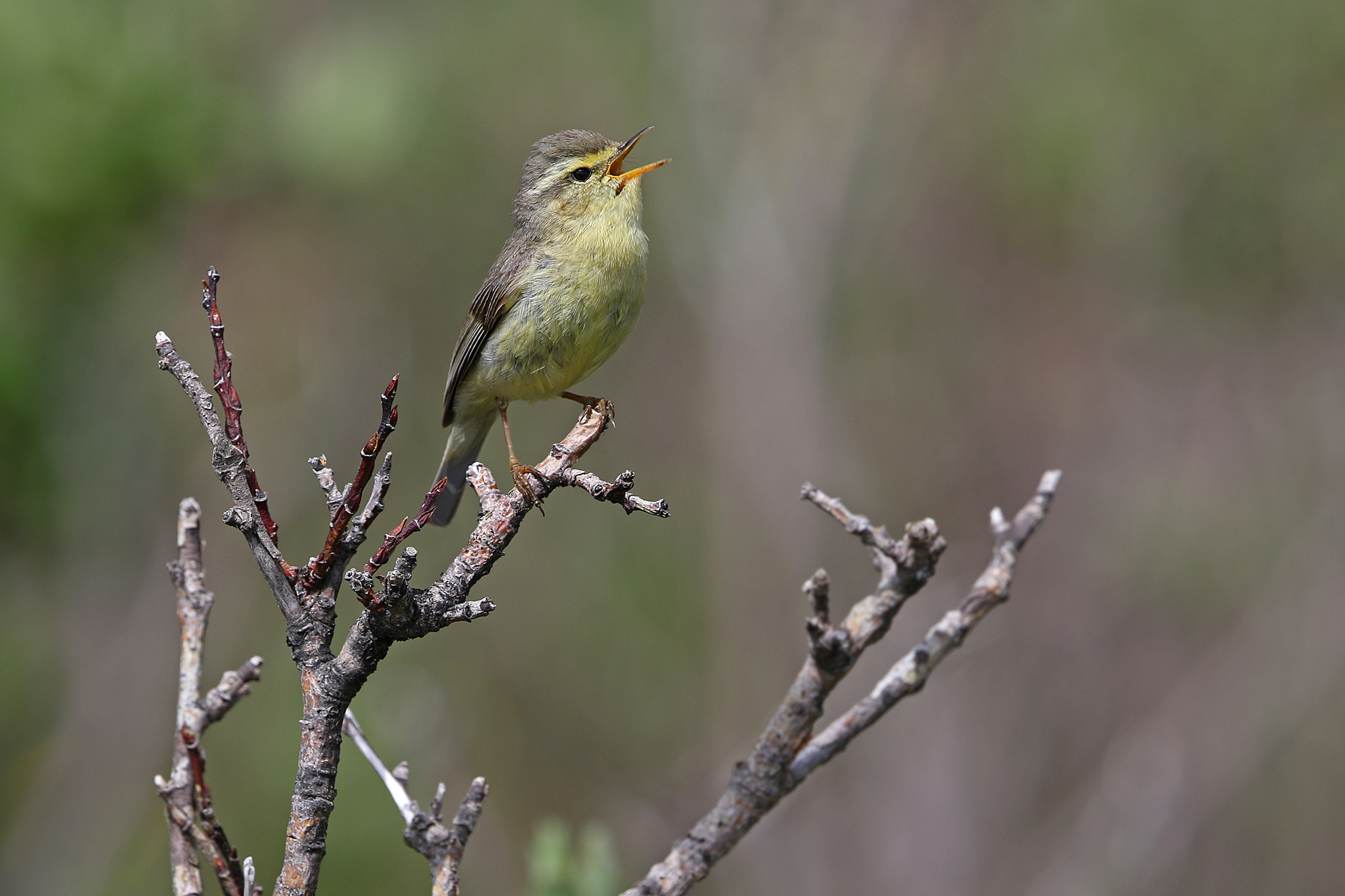 Tickell's Leaf Warbler