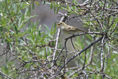 Chinese Leaf Warbler (Phylloscopus yunnanensis), photo 4