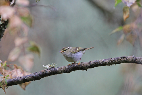 Gansu Leaf Warbler (Phylloscopus kansuensis), photo 7