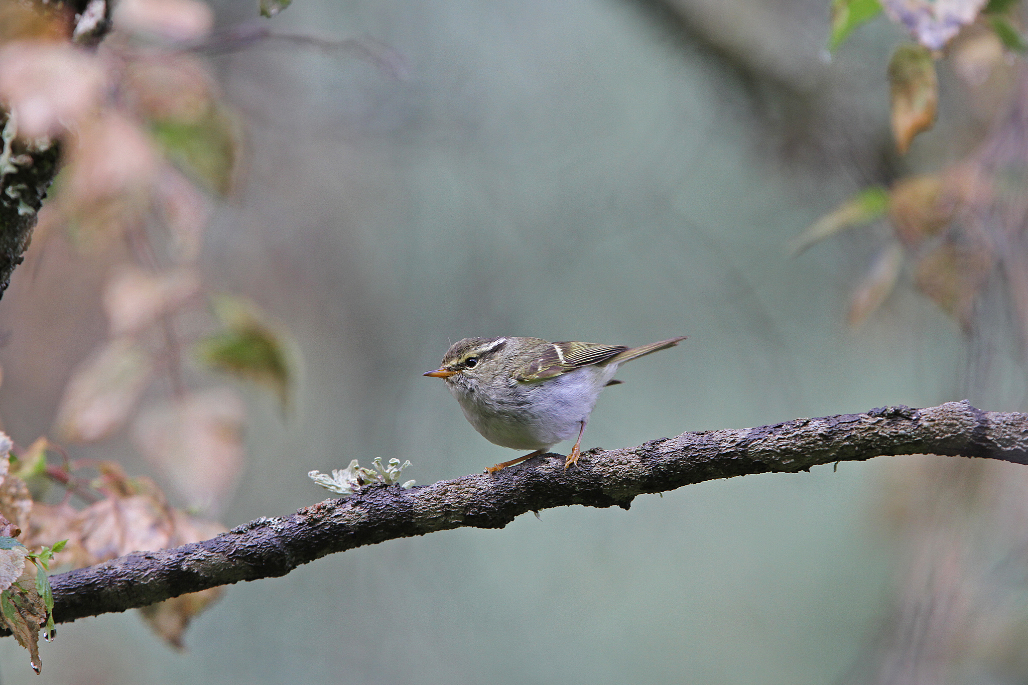 Gansu Leaf Warbler