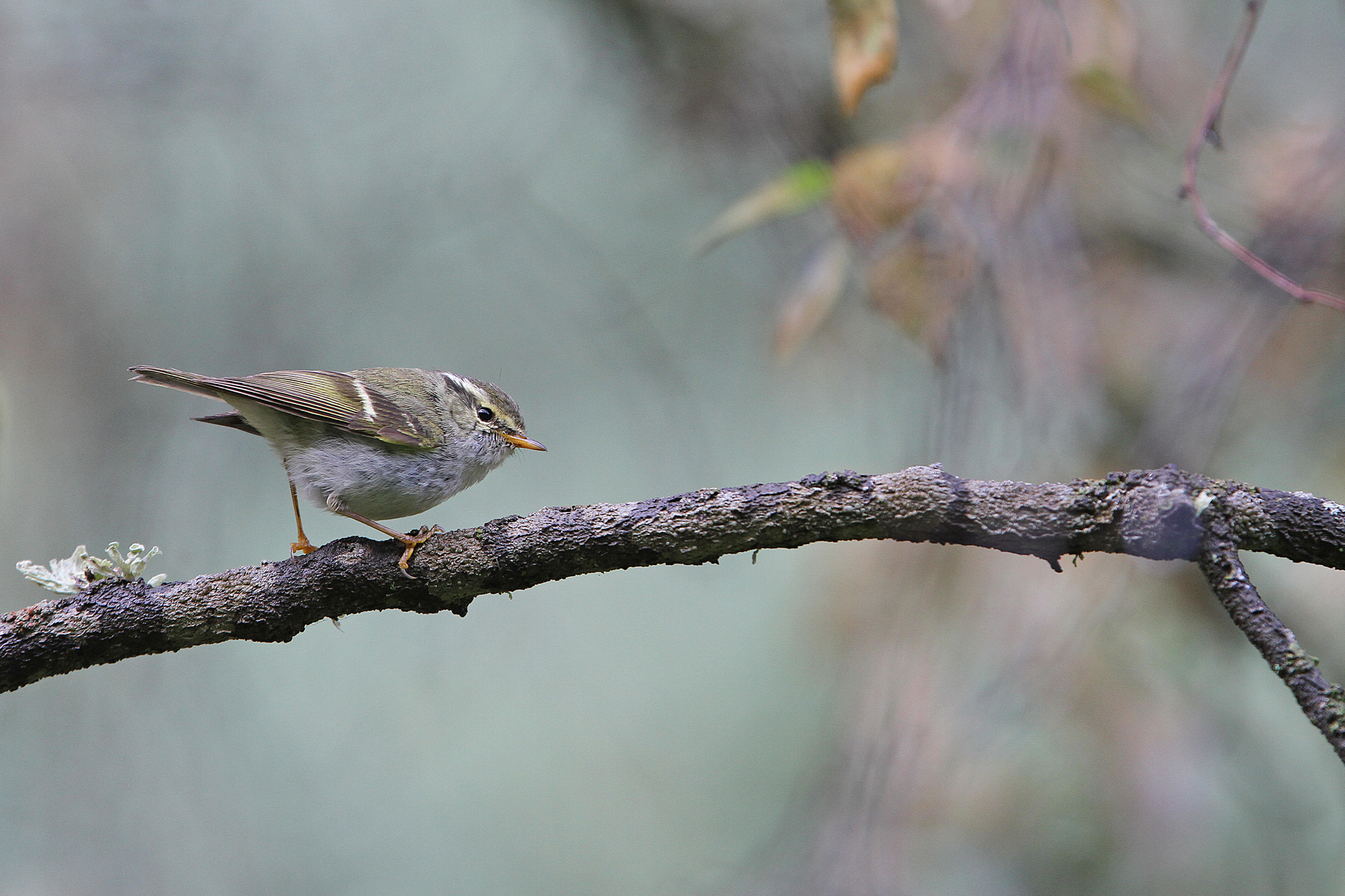 Gansu Leaf Warbler