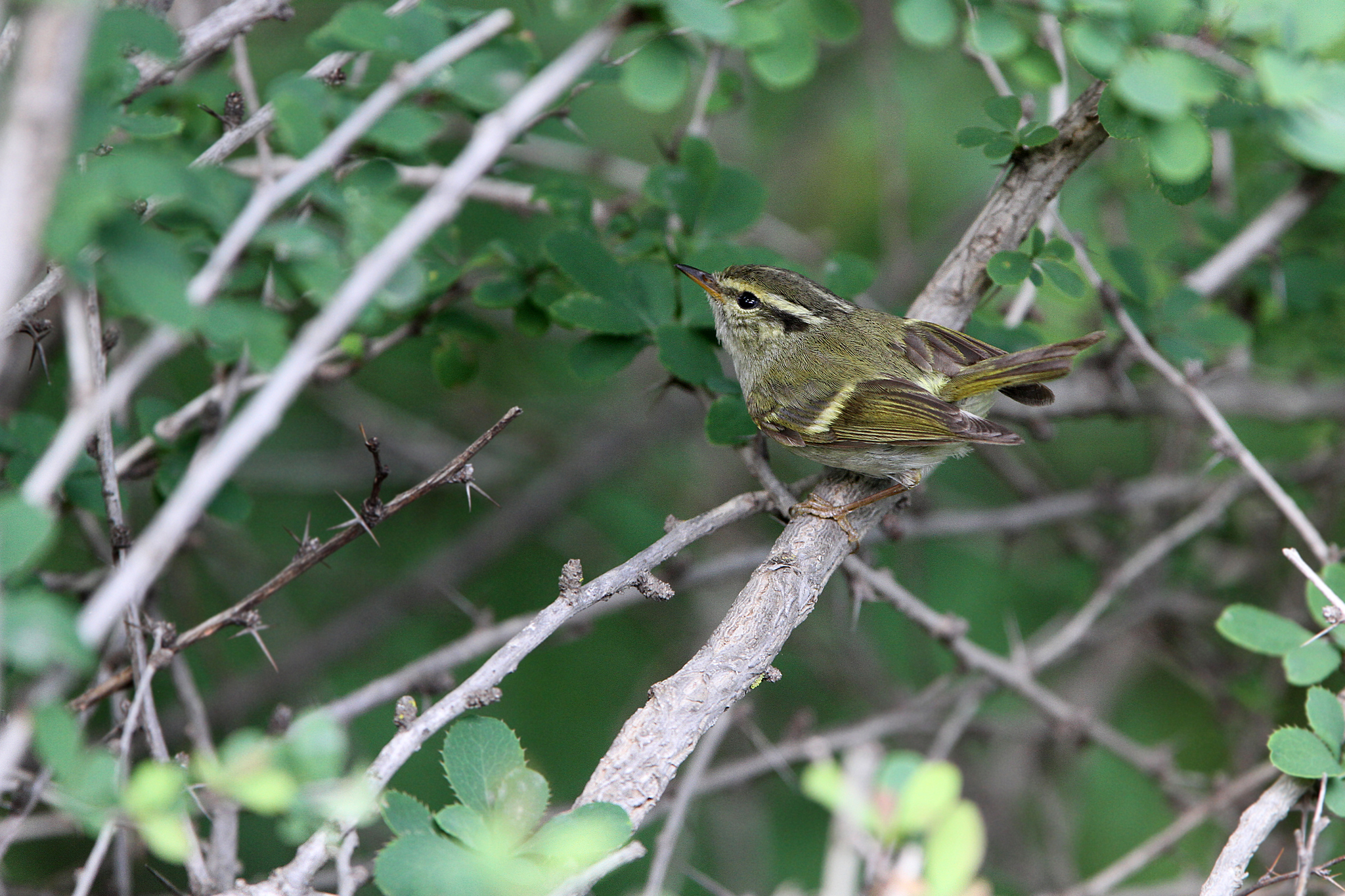 Gansu Leaf Warbler